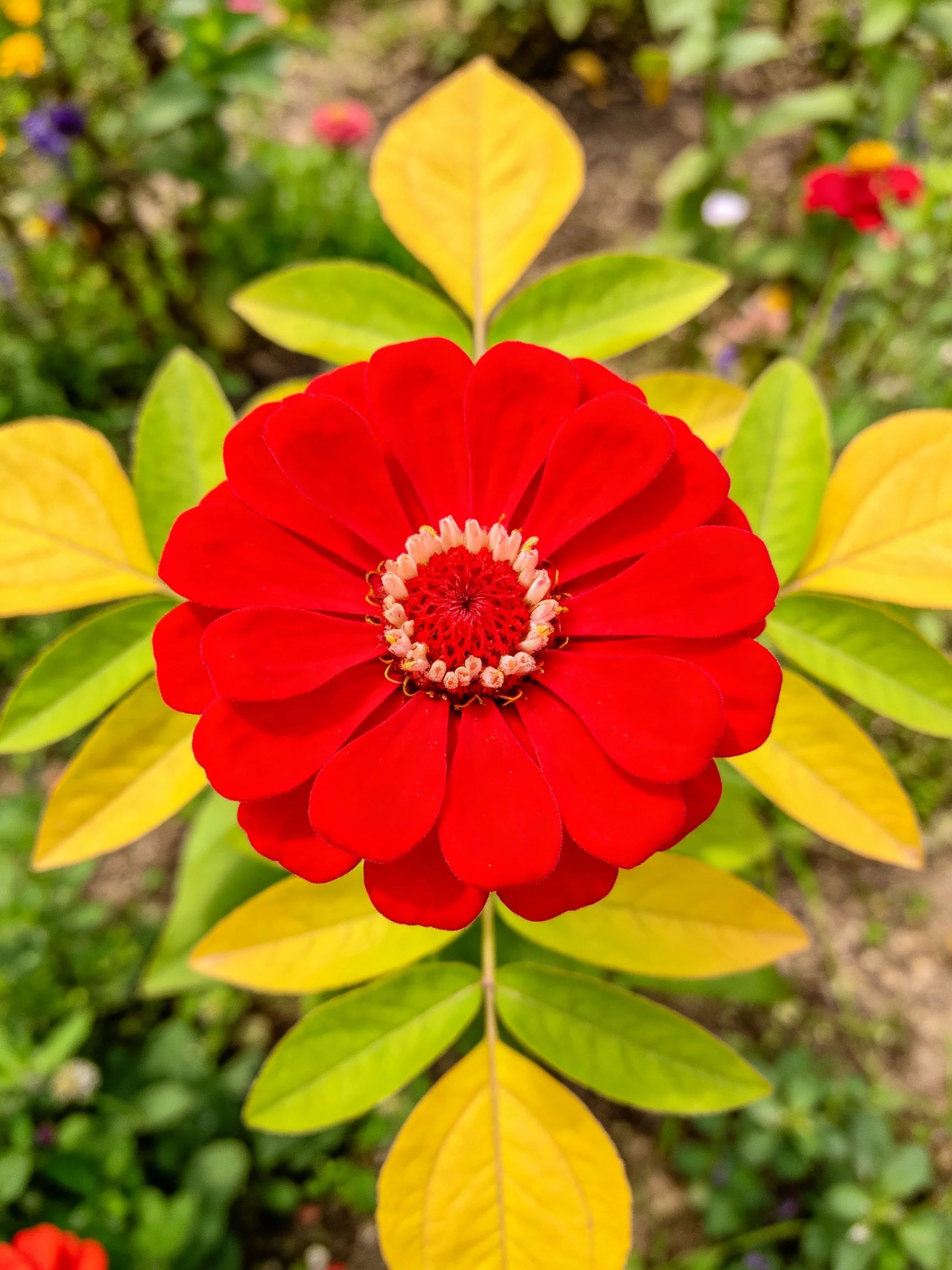 Vibrant red flower centered amid yellow-green leaves in a garden