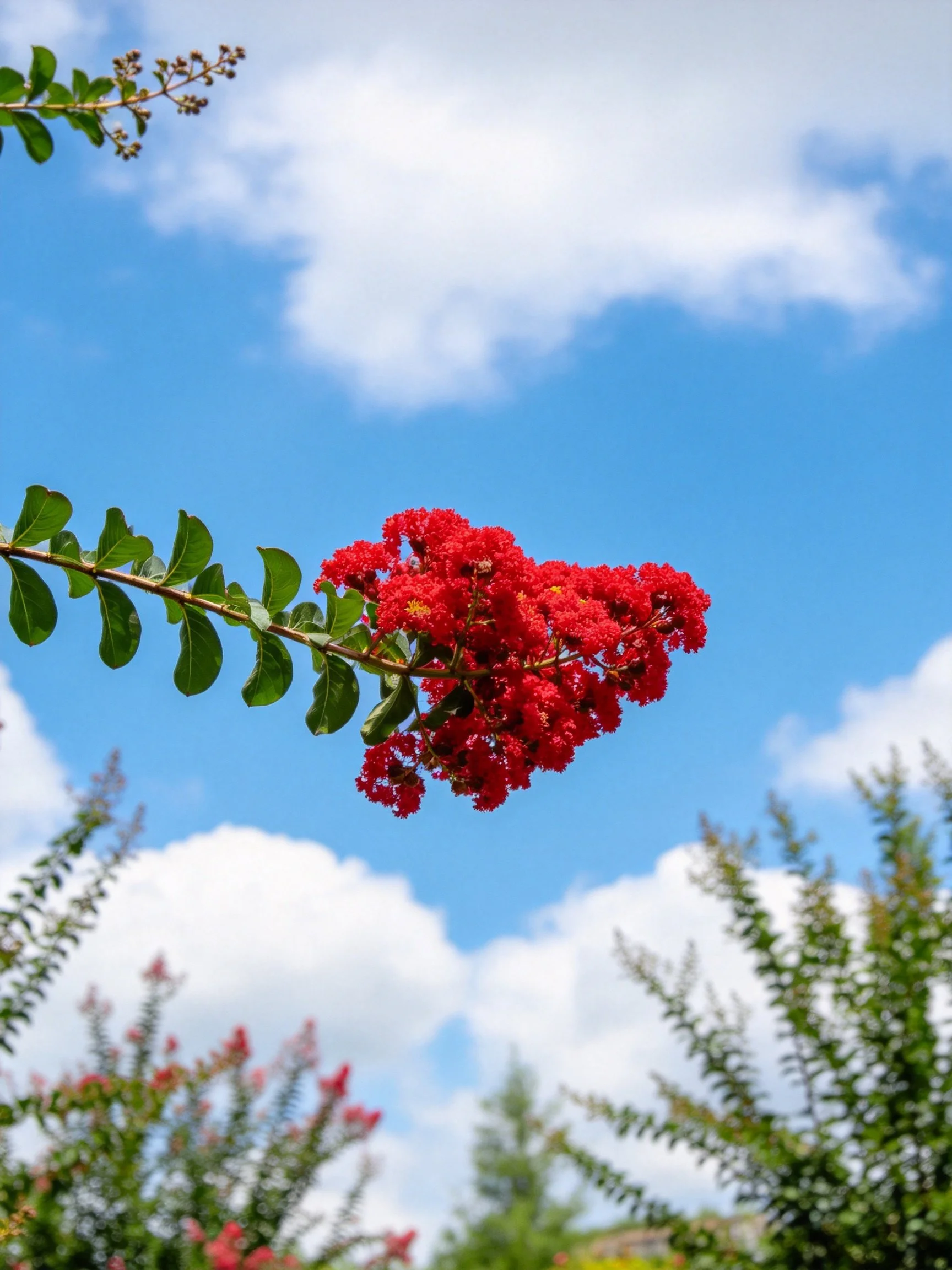 Vibrant red flower cluster with green foliage under blue sky