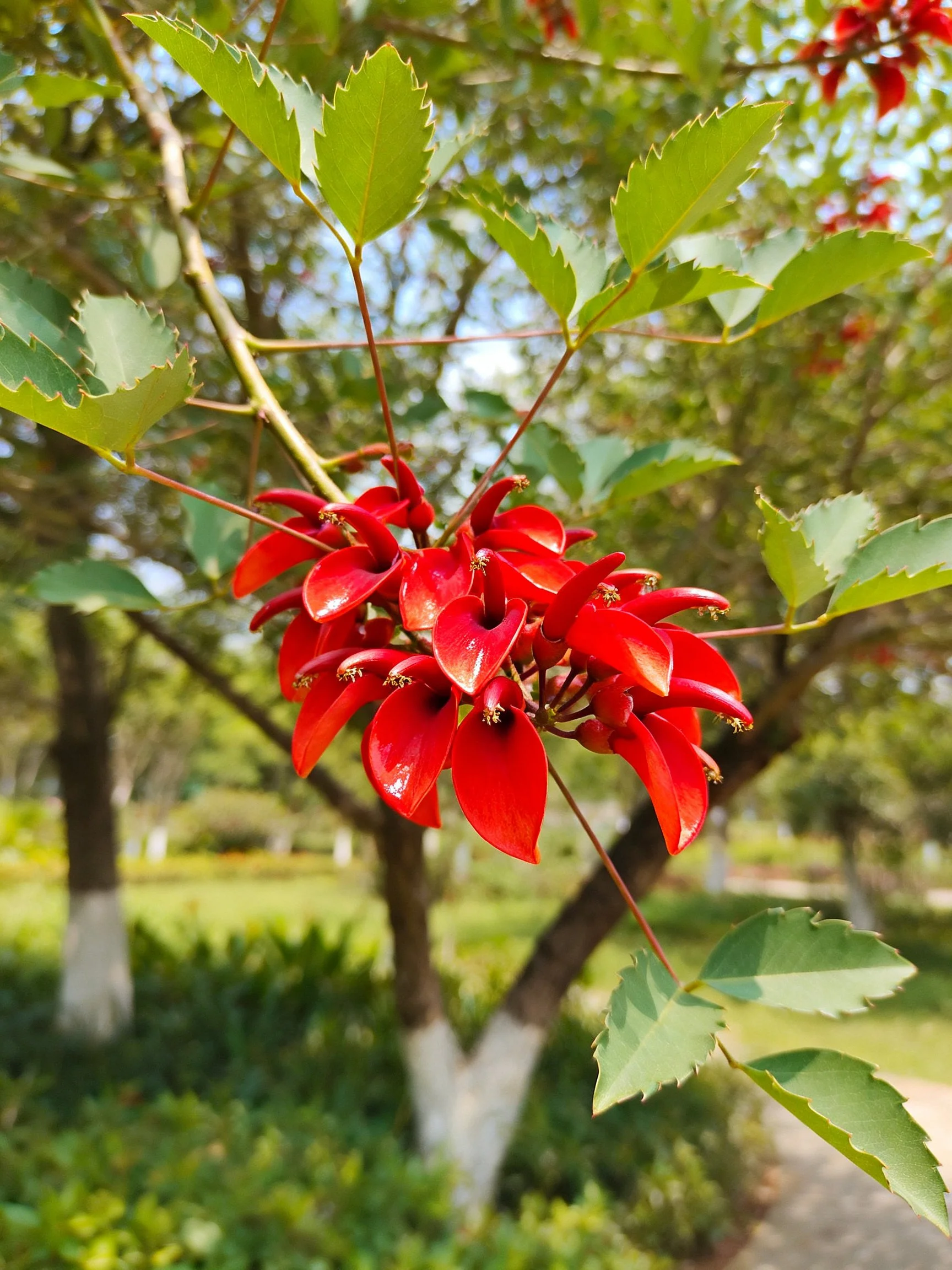 Vibrant red flower clusters adorn a tree with glossy green leaves