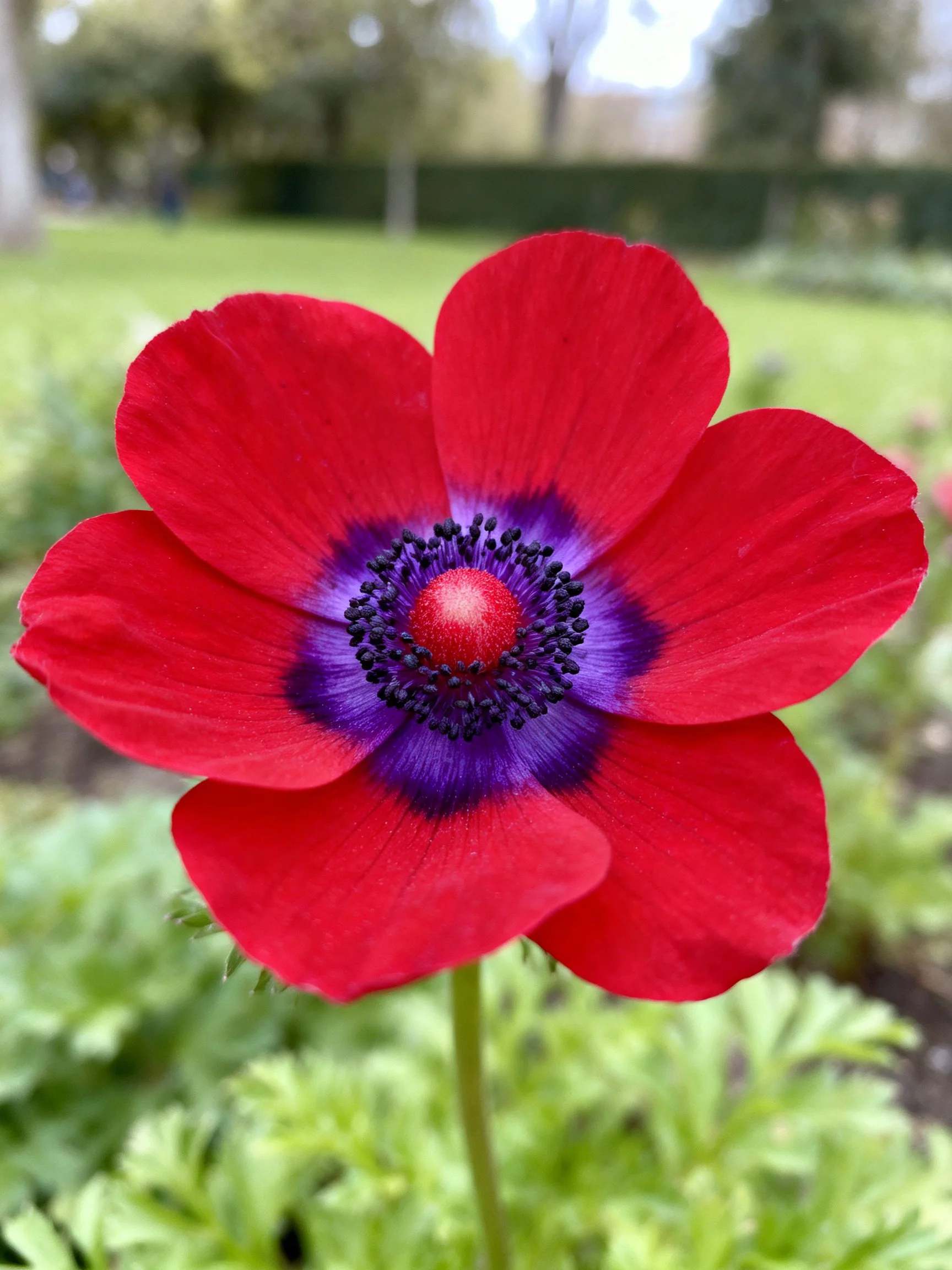 Vibrant red flower with bold purple and dark center