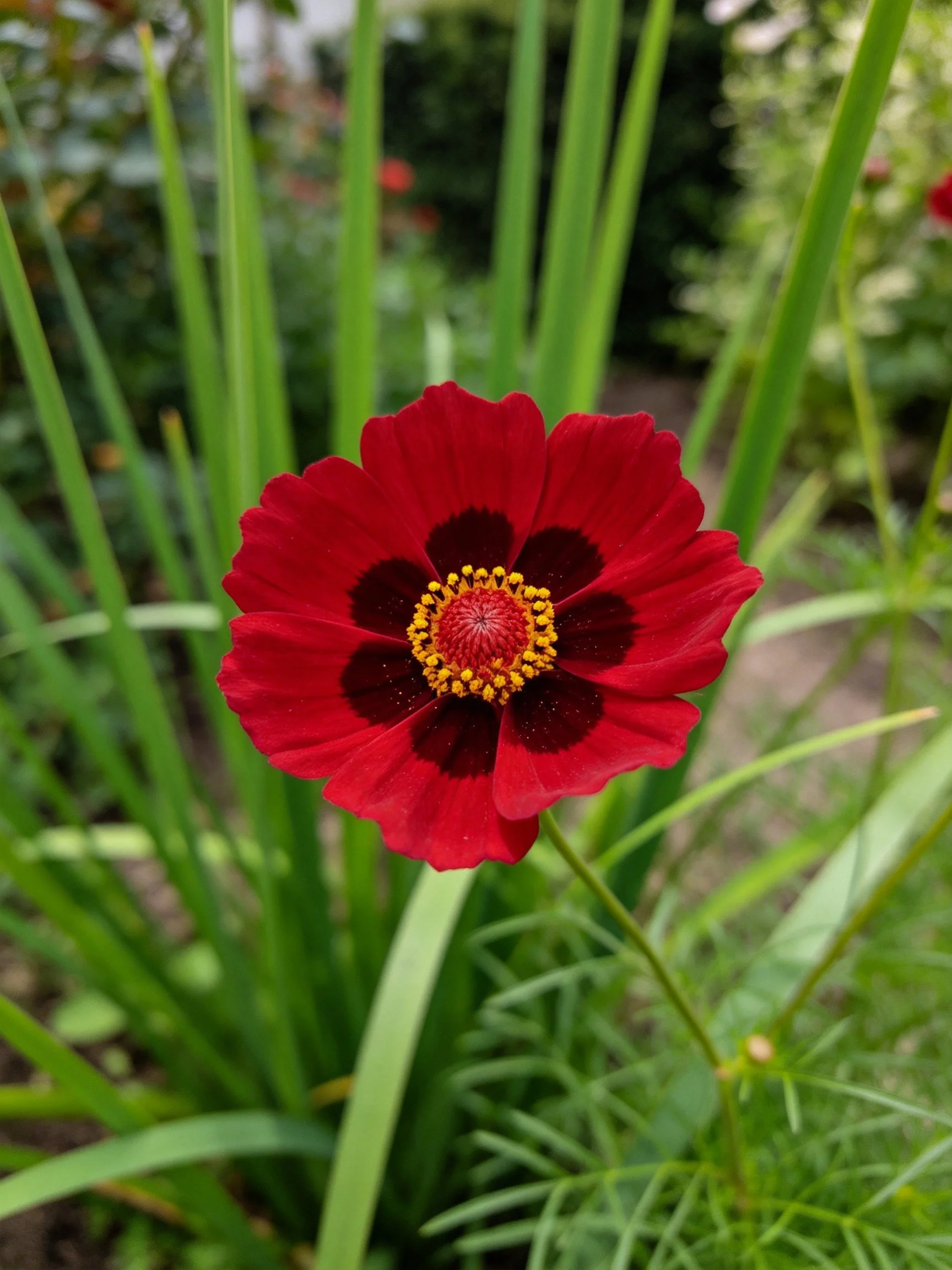Vibrant red flower with dark centers amid tall green foliage