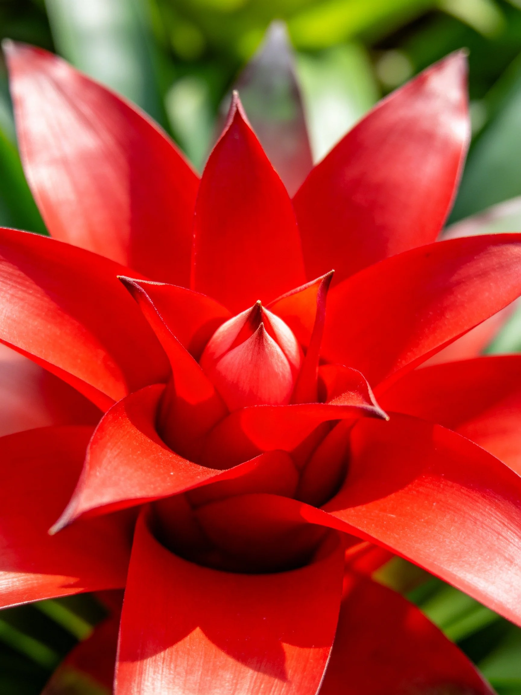 Vibrant red flower with layered petals
