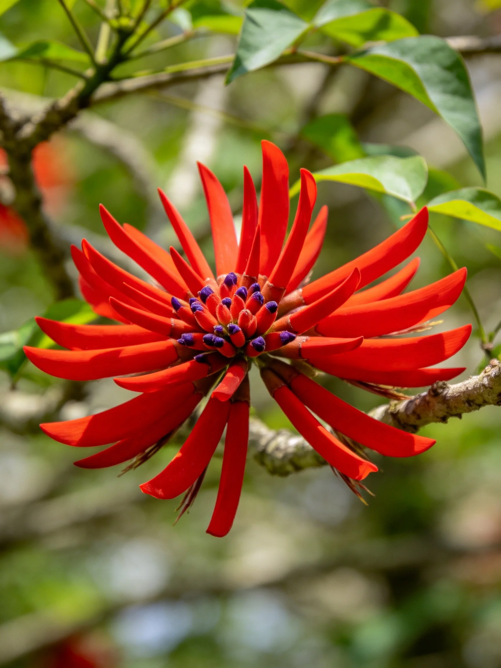 Vibrant red flower with purple center and green leaves
