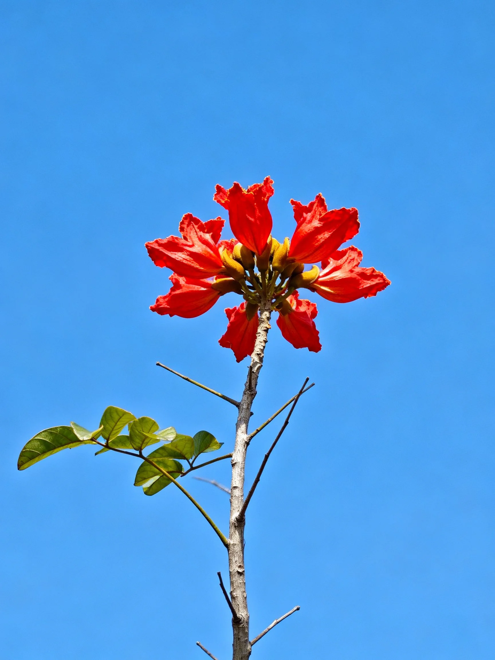 Vibrant red flowers bloom from a tall branch with green foliage under a clear blue sky.