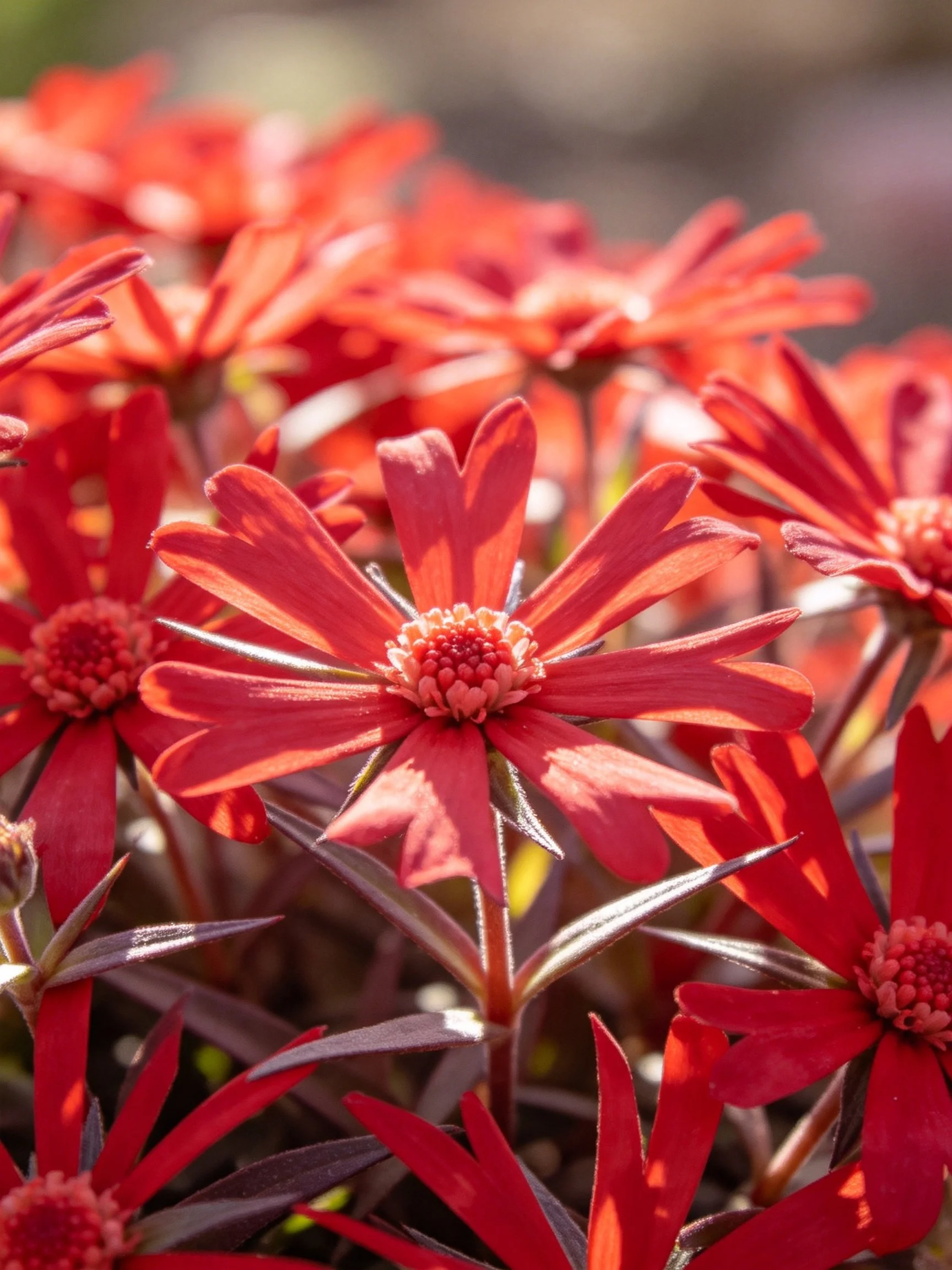 Vibrant red flowers cluster densely with dark stems and central discs