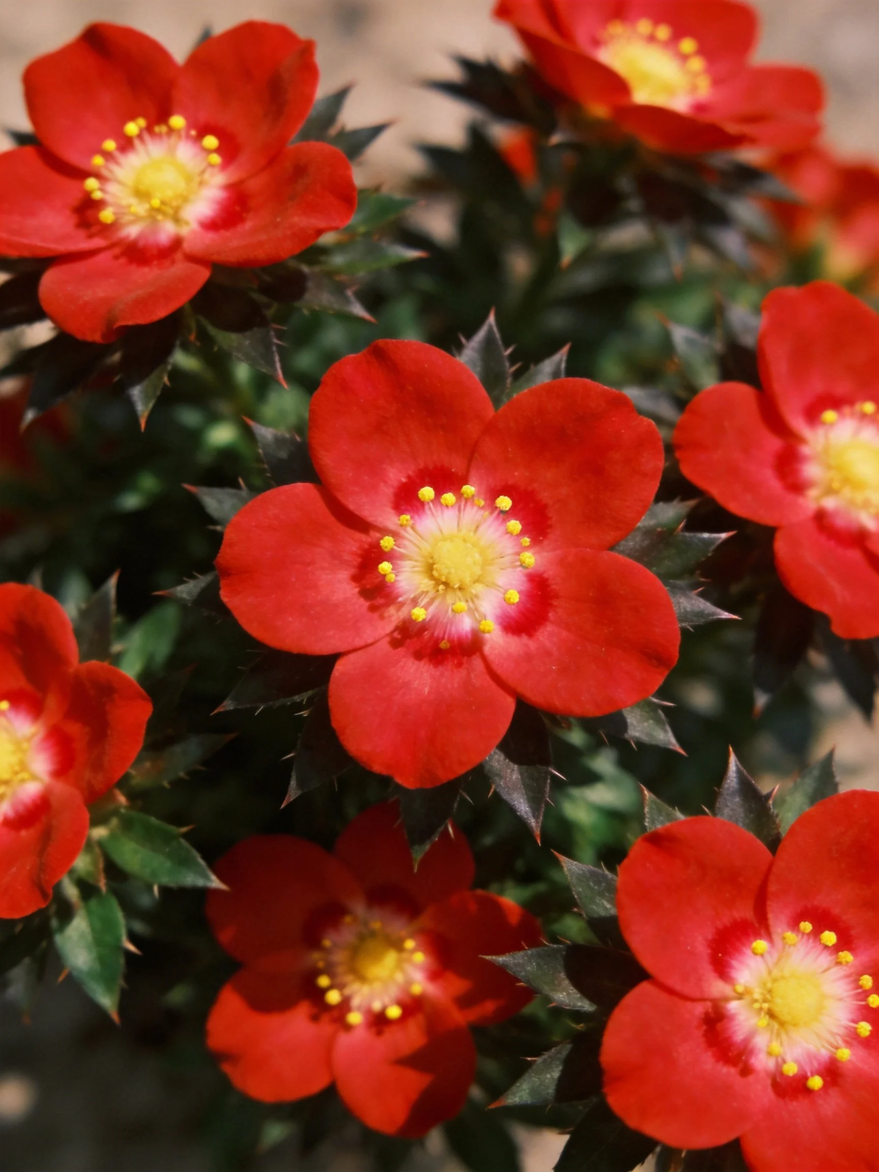 Vibrant red flowers with yellow centers amid spiky green leaves
