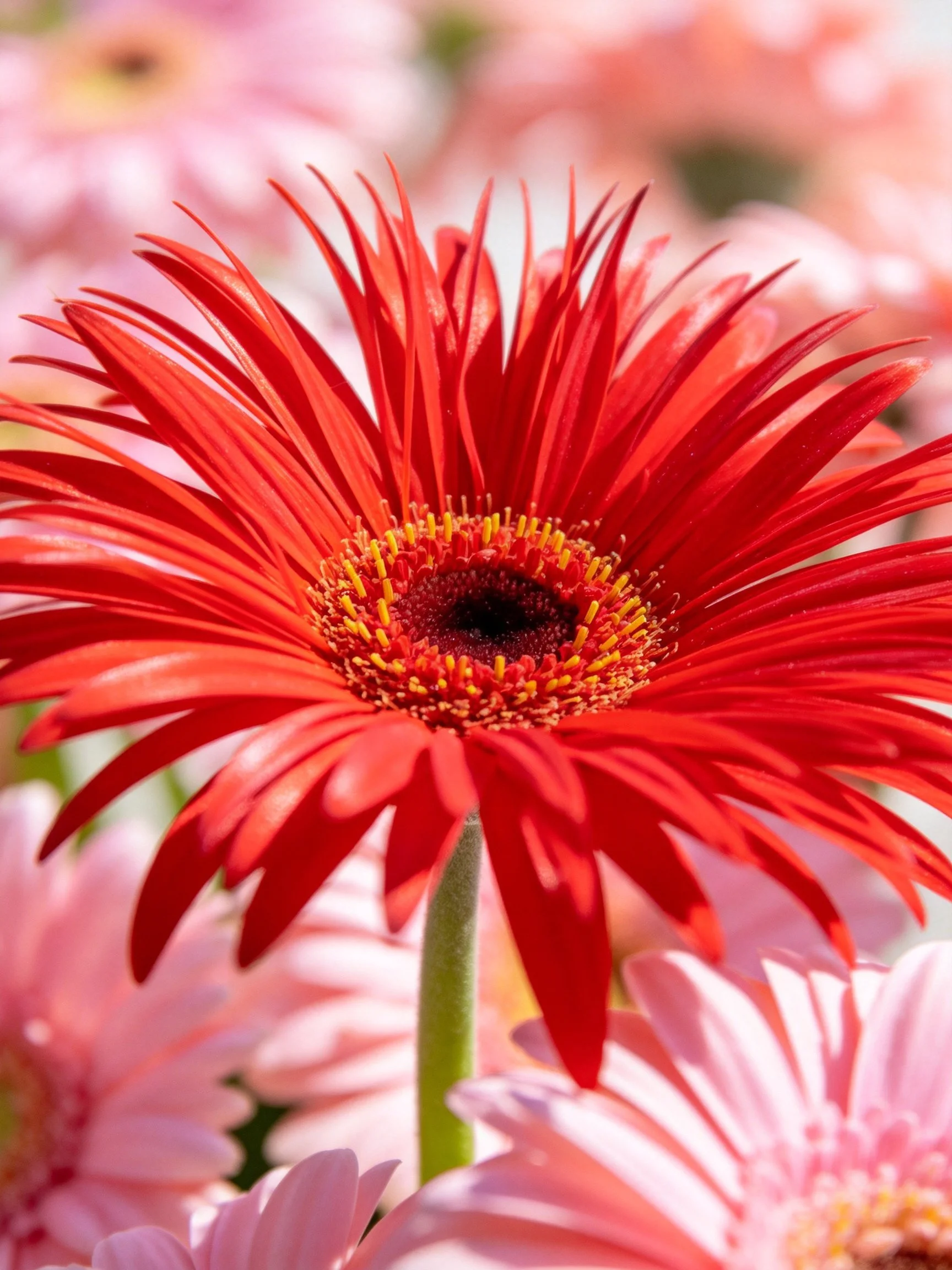 Vibrant red gerbera daisy among soft pink blooms