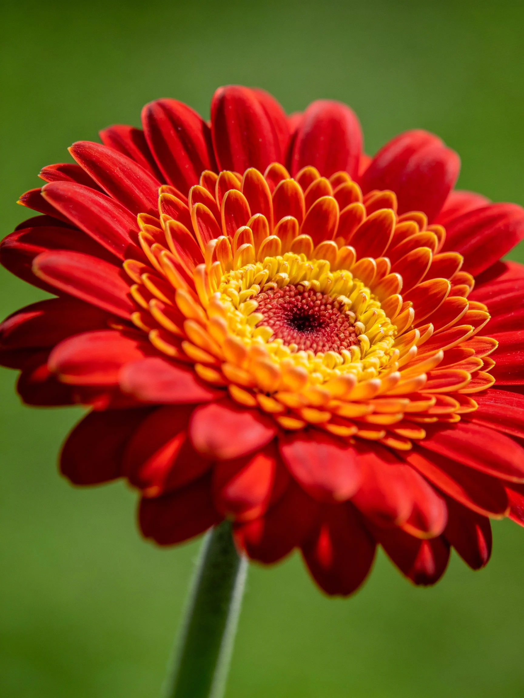 Vibrant red gerbera daisy with layered petals and yellow-orange center