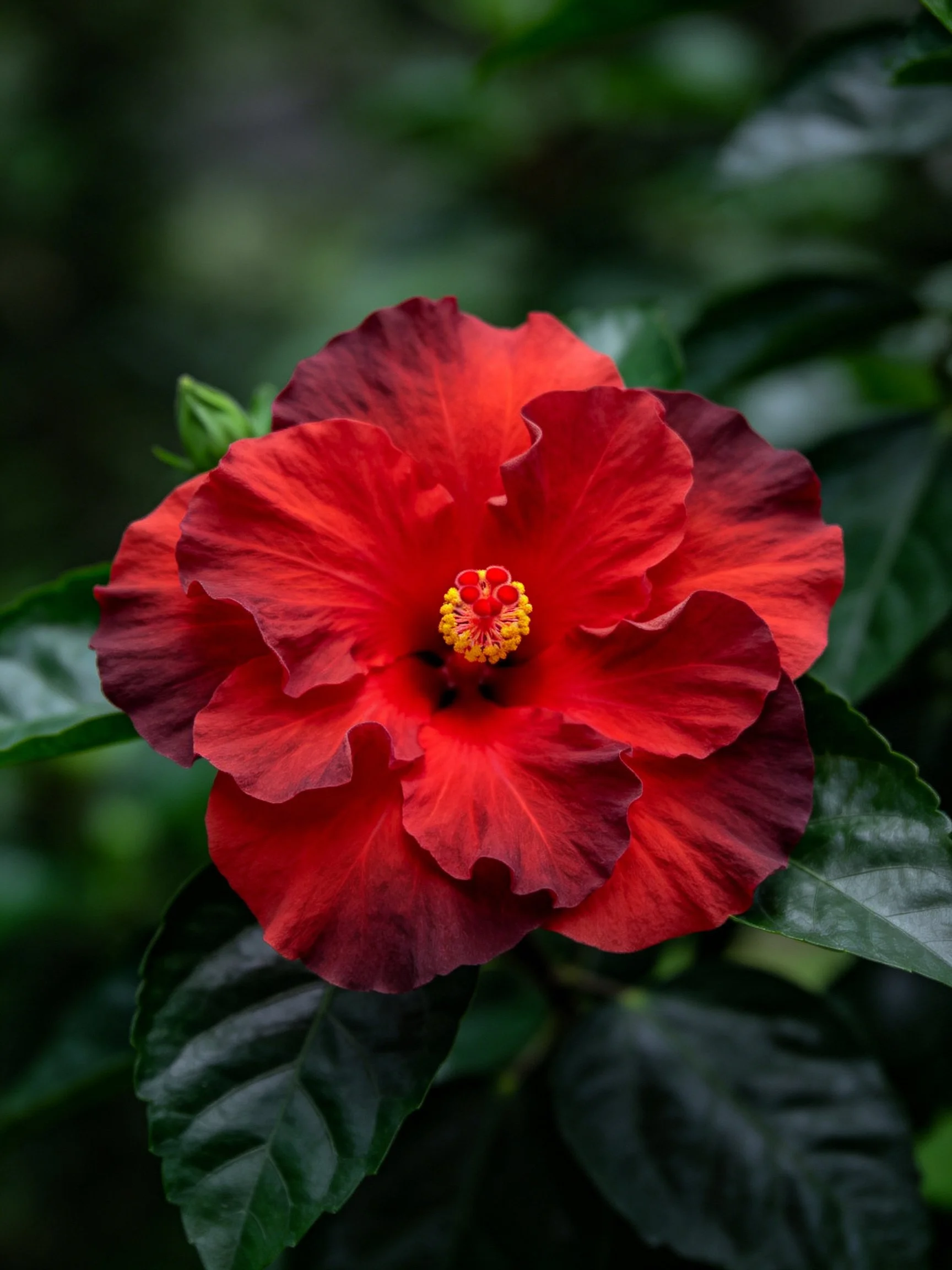 Vibrant red hibiscus flower with dark green leaves