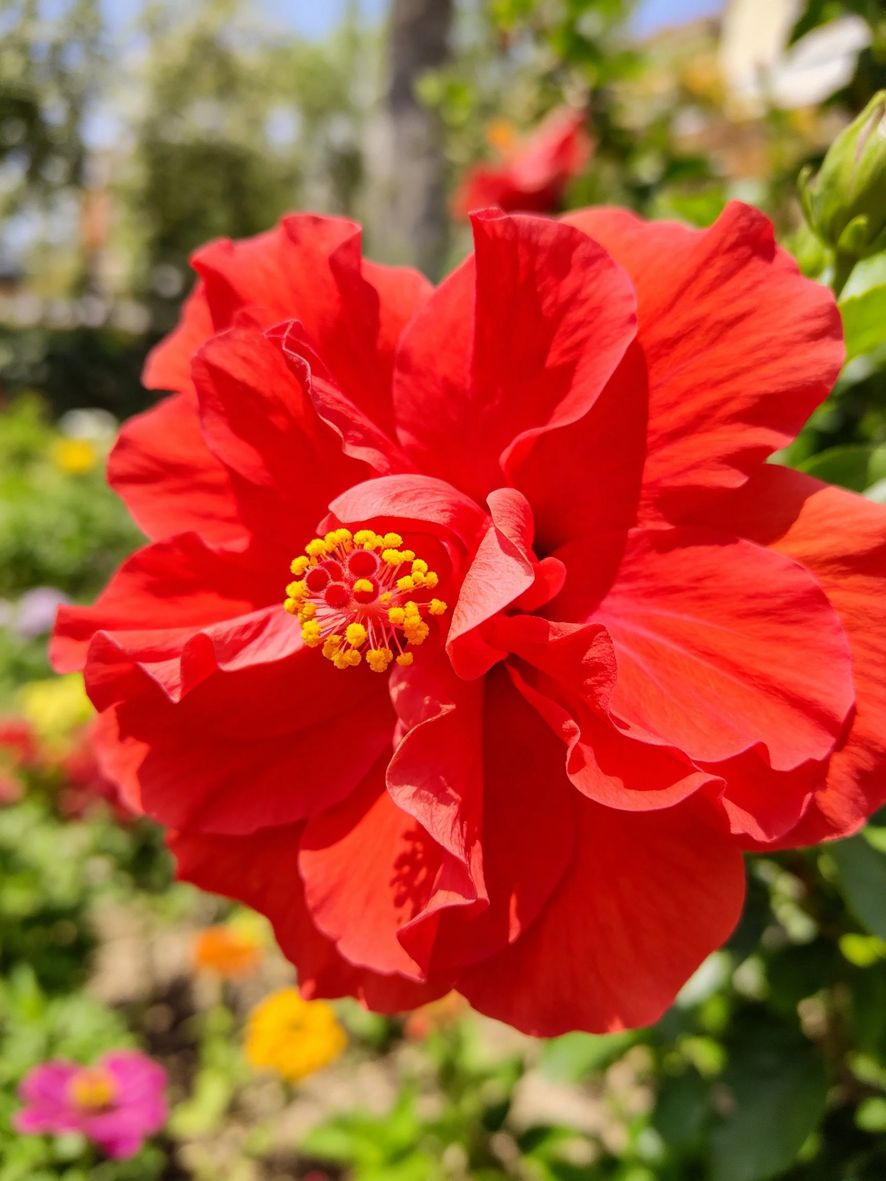 Vibrant red hibiscus flower with yellow stamens in a garden