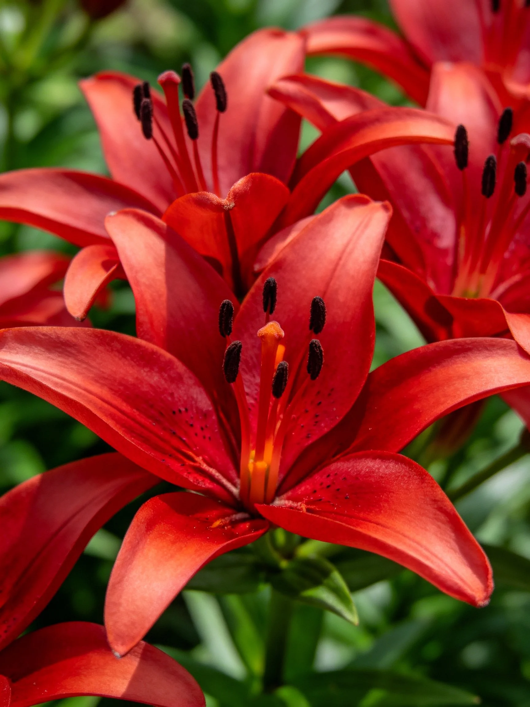Vibrant red lilies in sharp focus with dark stamens