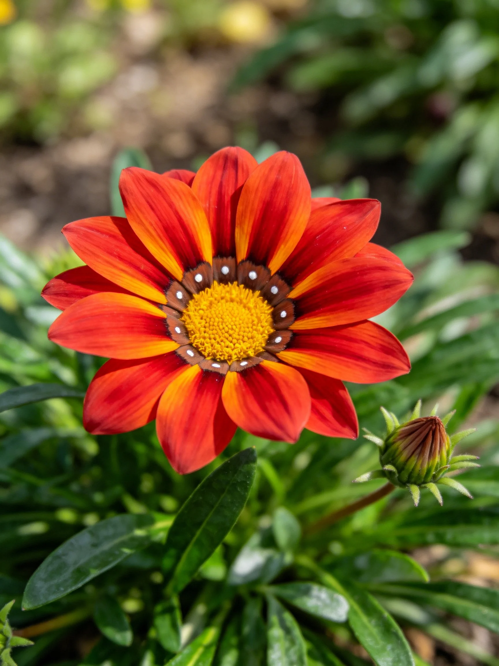 Vibrant red-orange gazania flower with yellow center