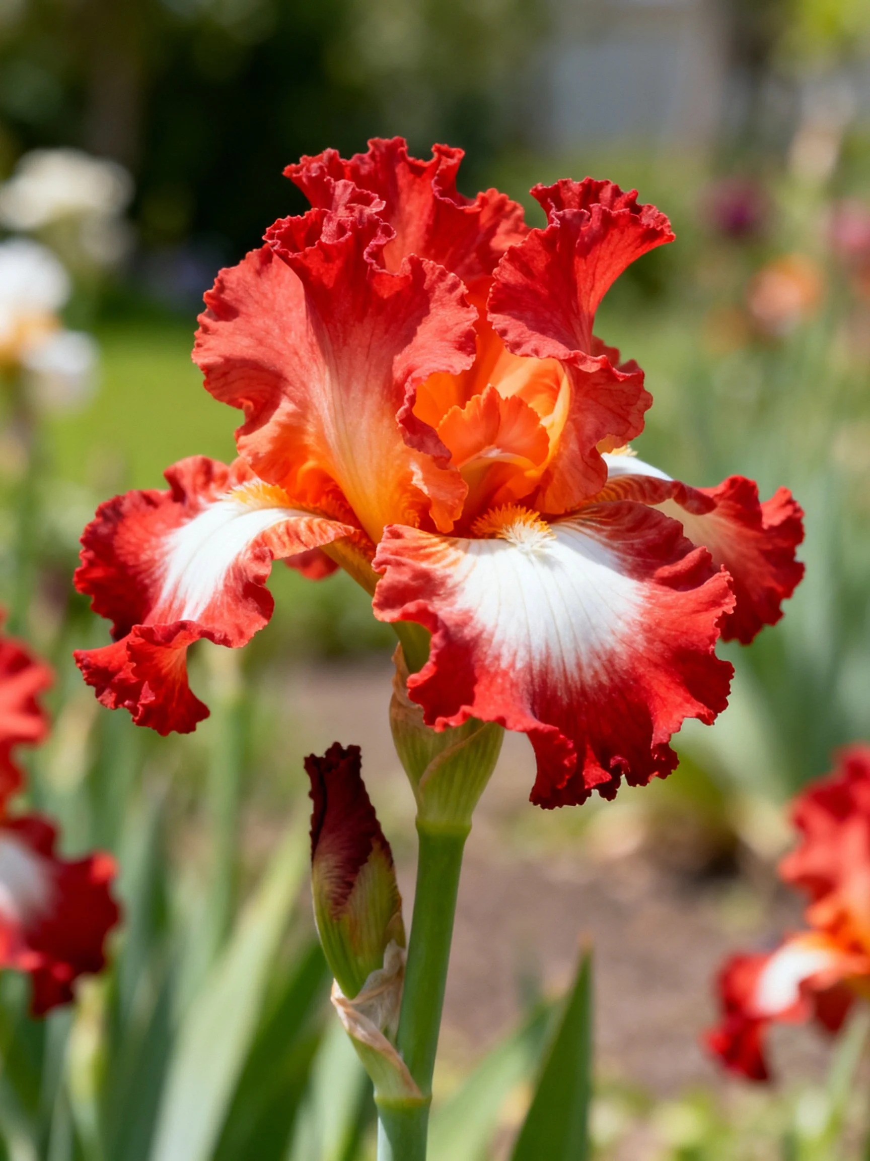 Vibrant red-orange iris with white accents and ruffled petals