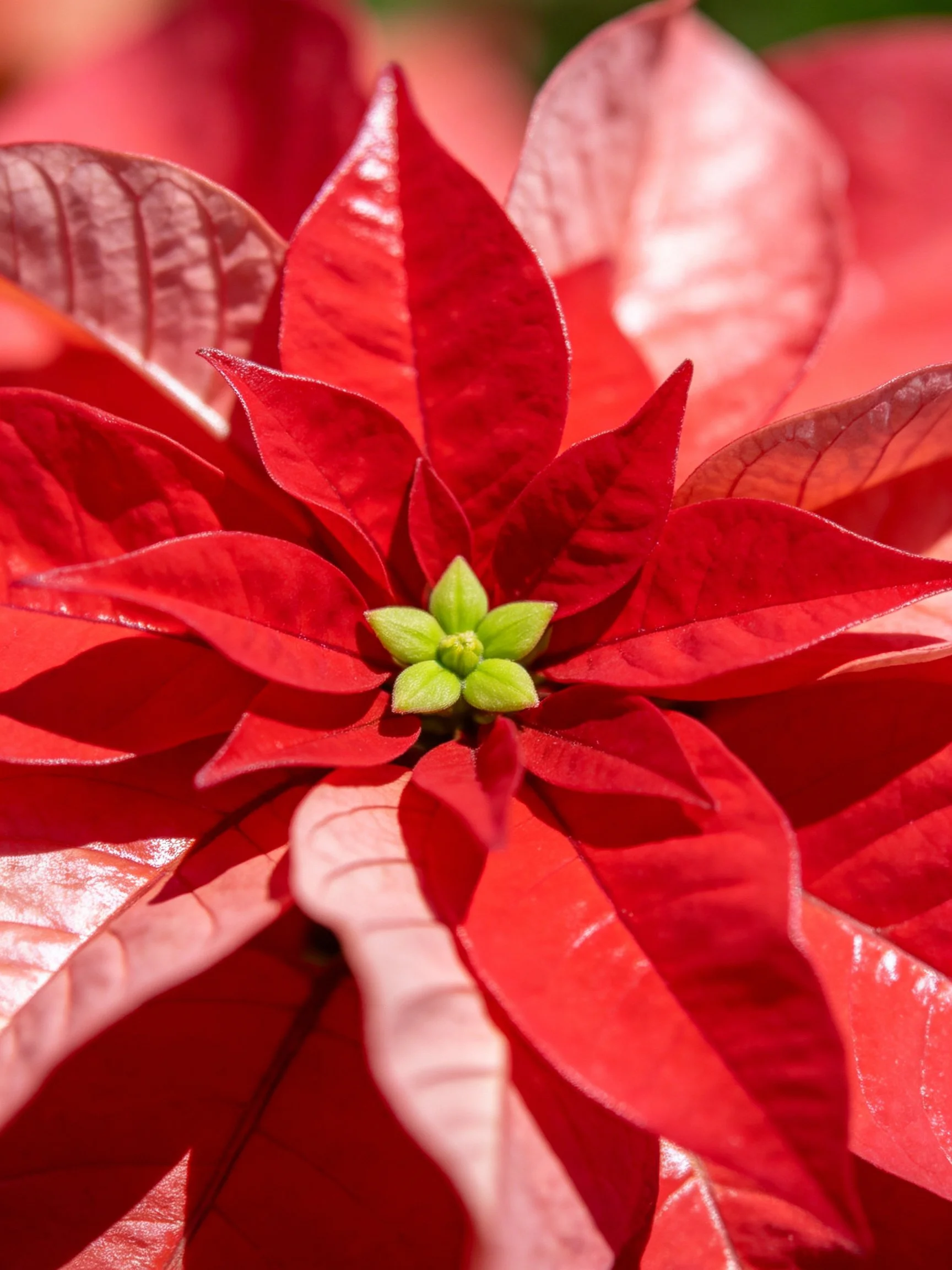 Vibrant red poinsettia with glossy petals