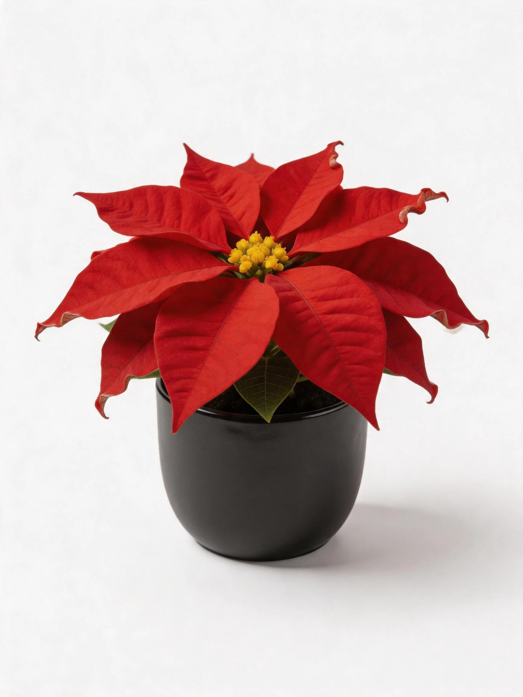Vibrant red poinsettia with yellow center in a black pot