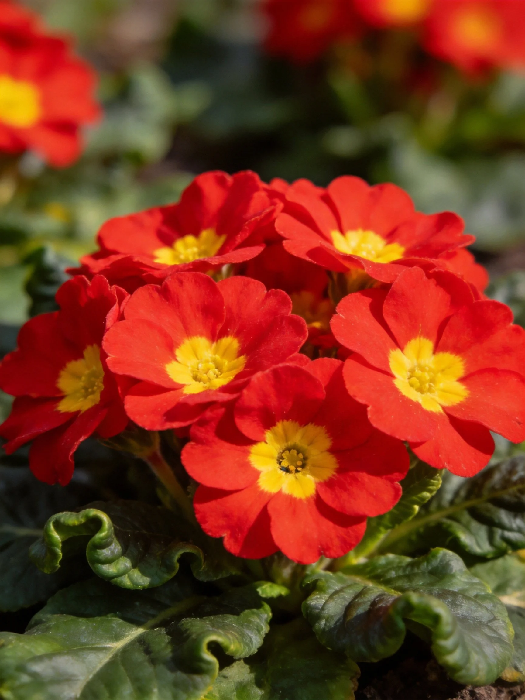 Vibrant red primroses with bright yellow centers clustered together