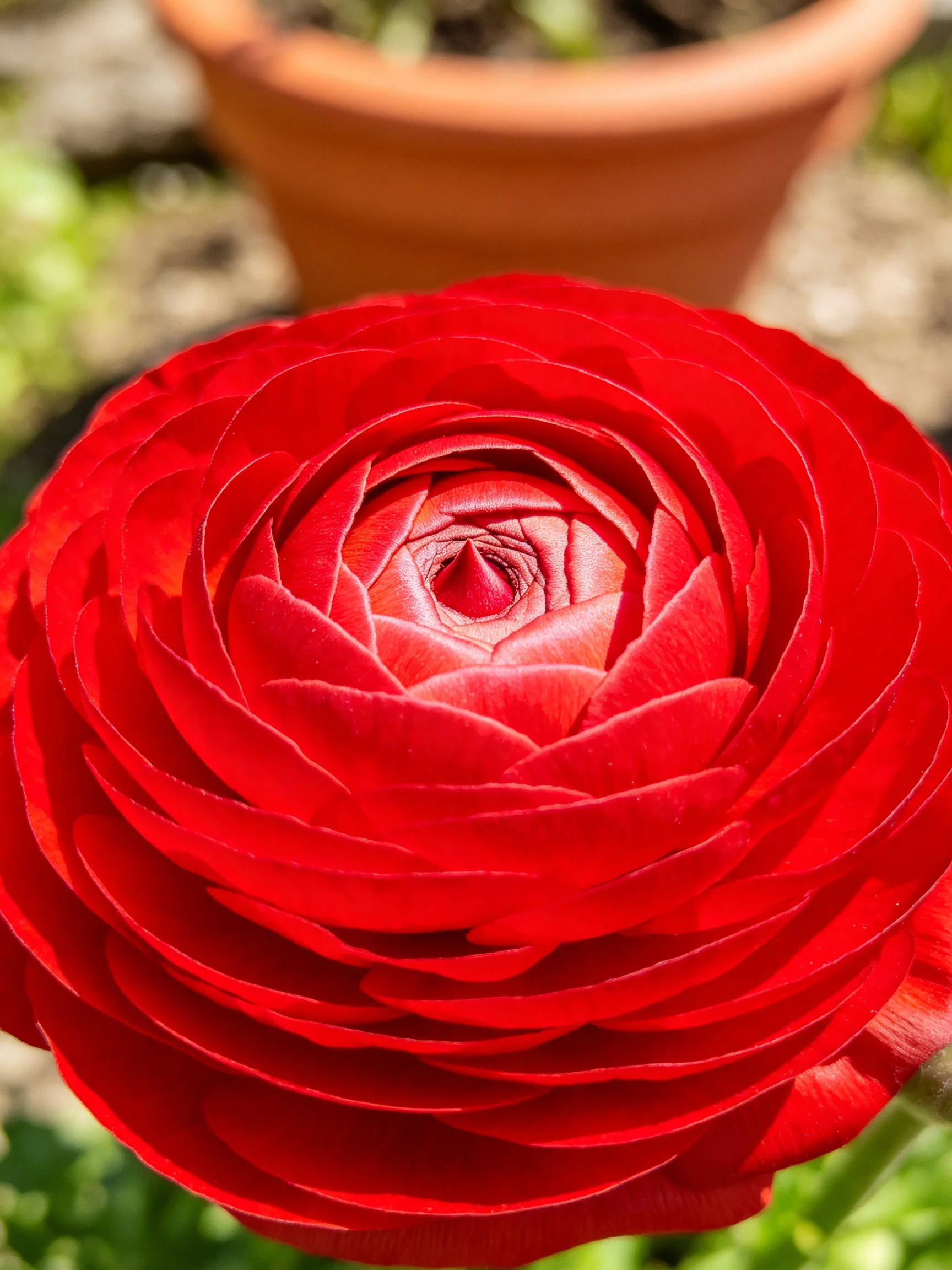 Vibrant red ranunculus flower with layered petals
