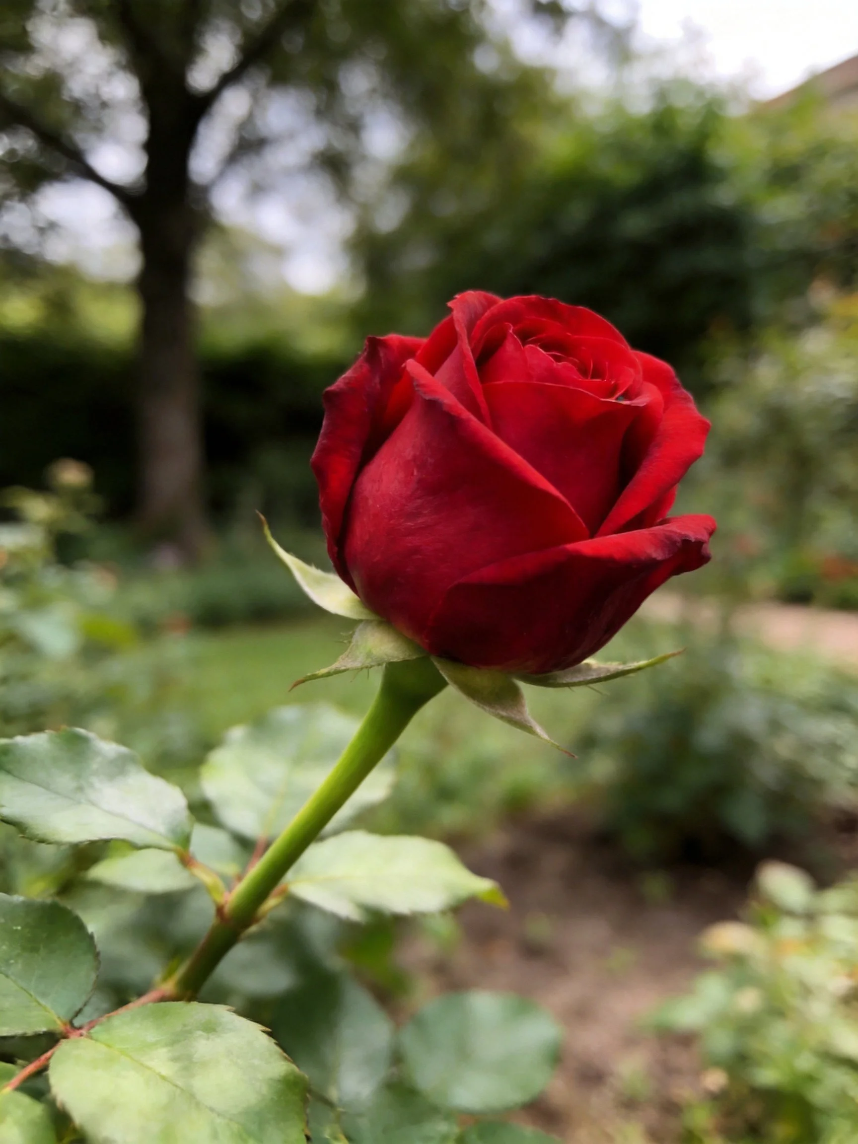 Vibrant red rose bud in lush garden with blurred backdrop