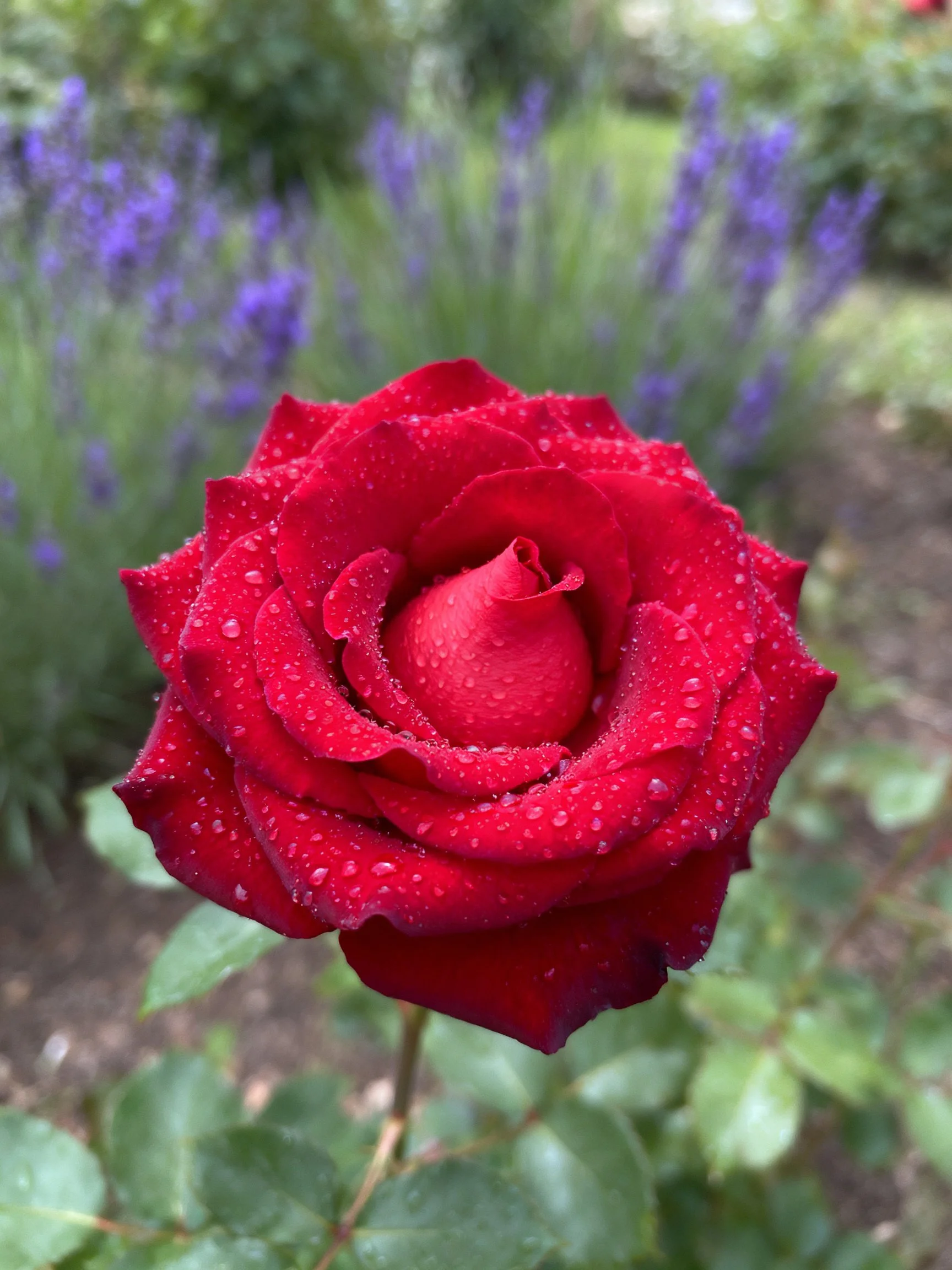Vibrant red rose with dew drops in a garden setting