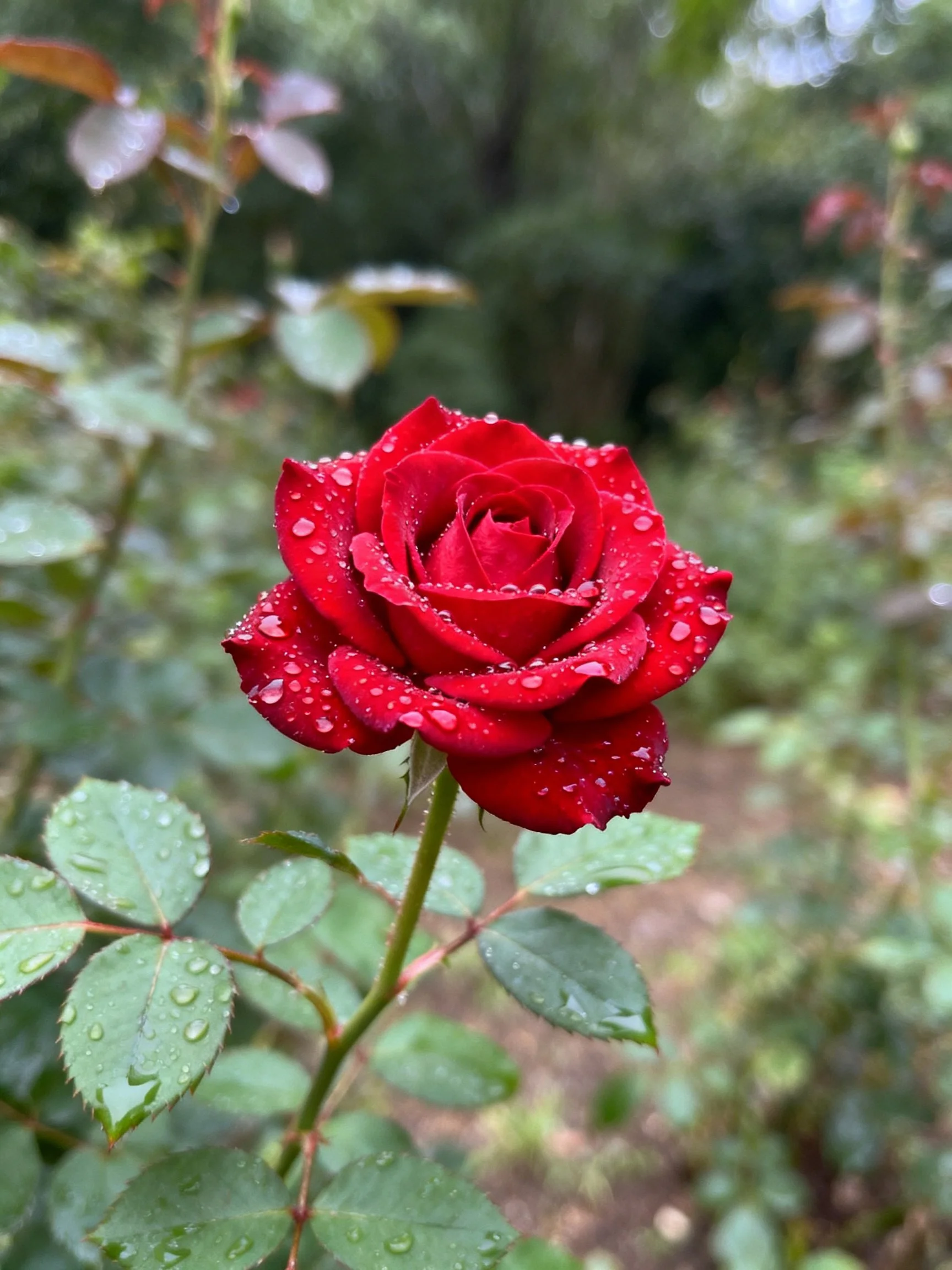 Vibrant red rose with dewdrops among green foliage