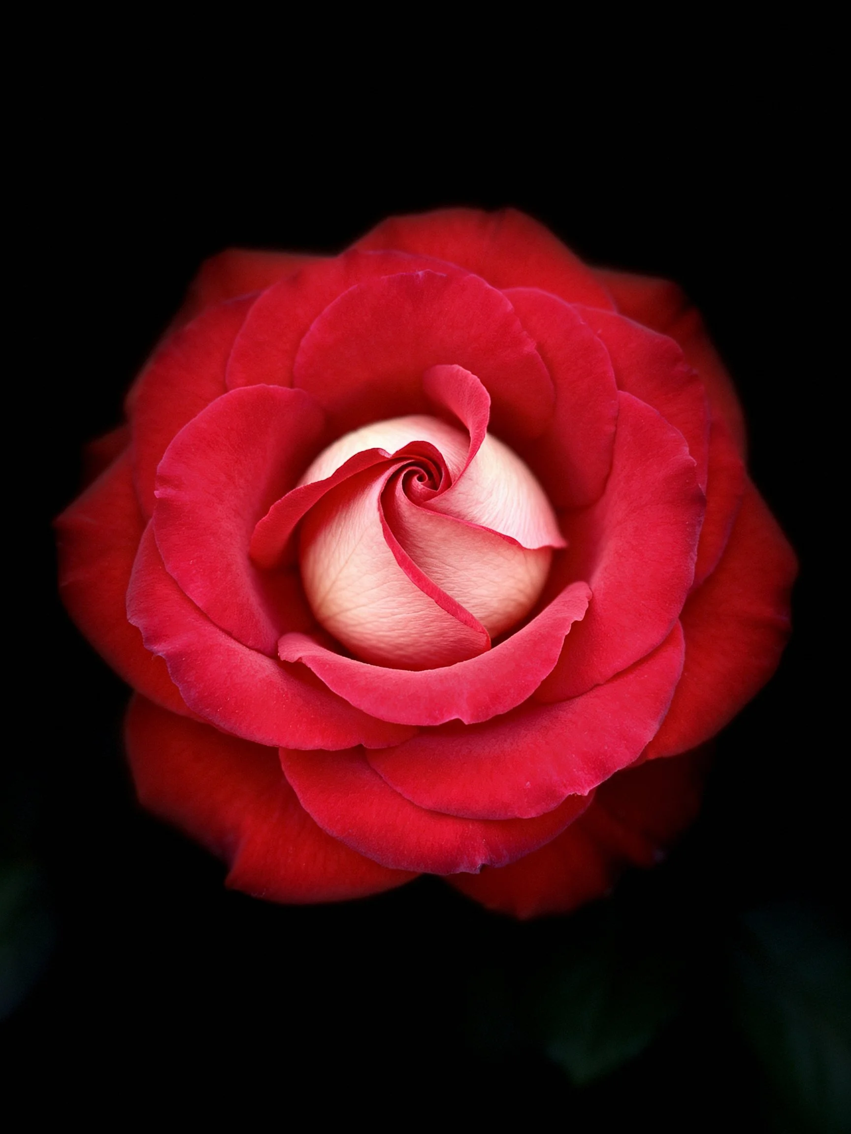 Vibrant red rose with layered petals and pale center