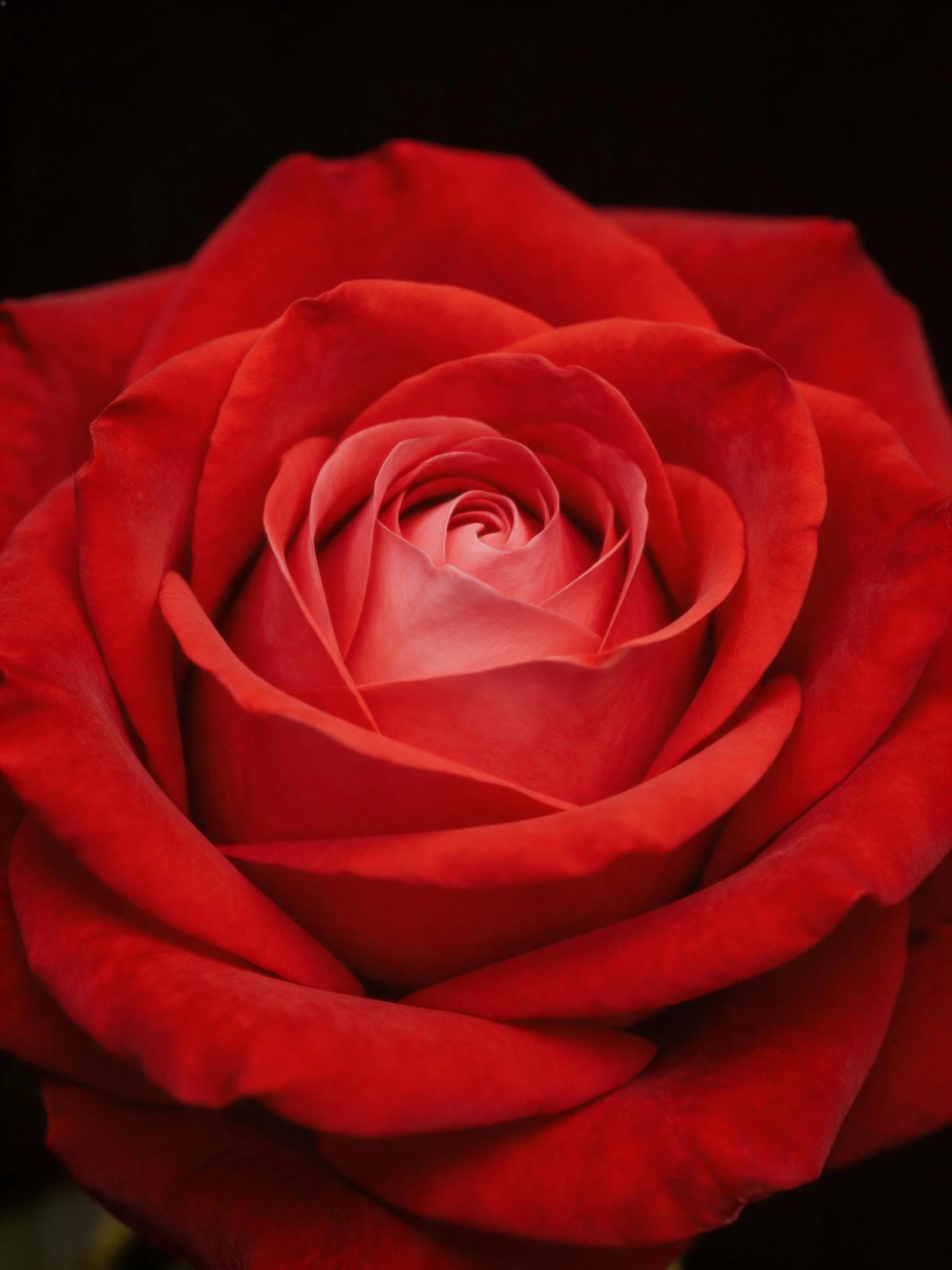 Vibrant red rose with layered petals in full bloom