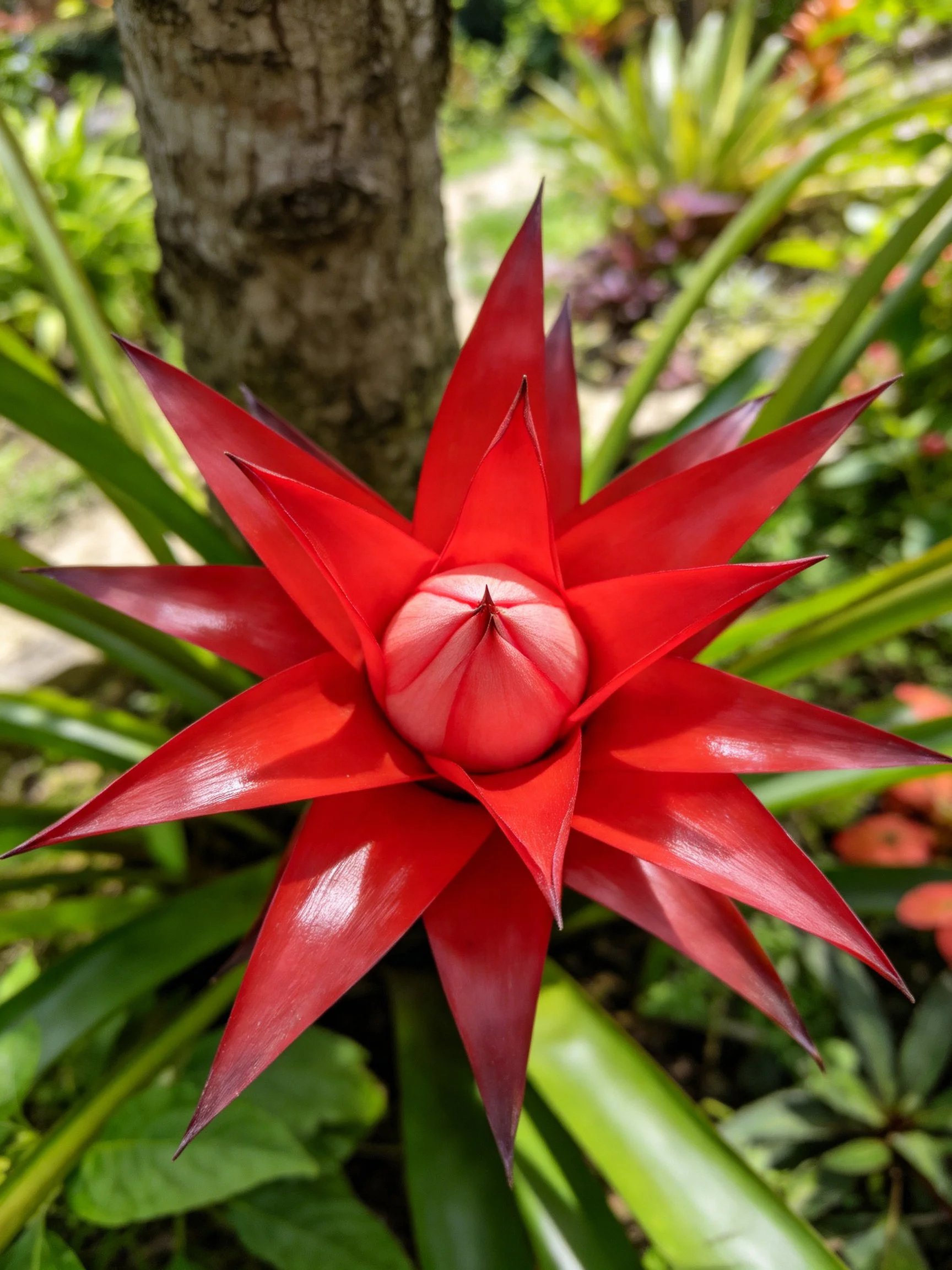 Vibrant red star - shaped flower blooms near a tree trunk