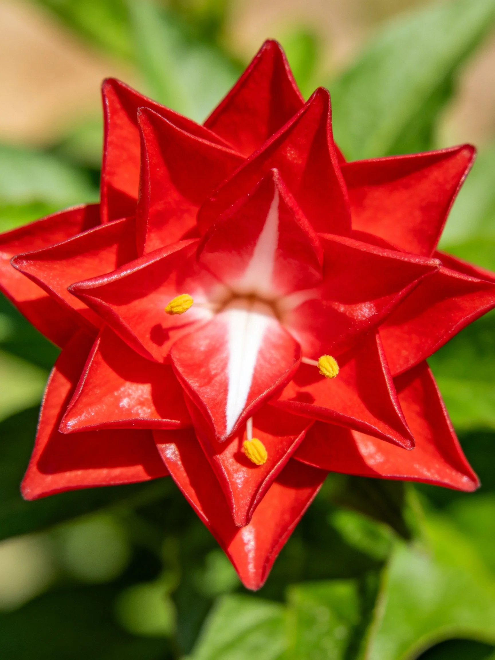Vibrant red star - shaped flower with layered petals and yellow stamens