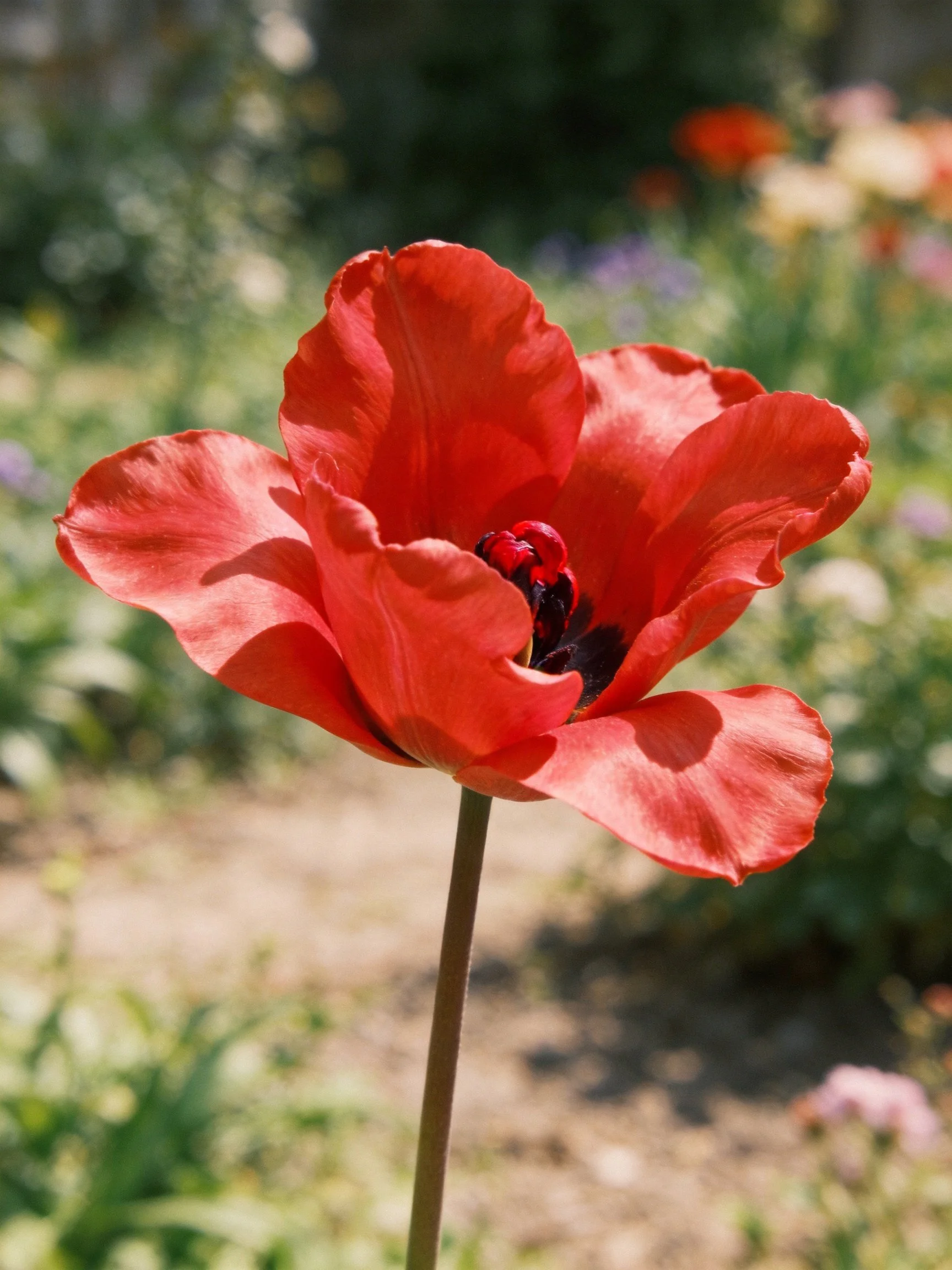 Vibrant red tulip blooms prominently amid a soft-focus garden.