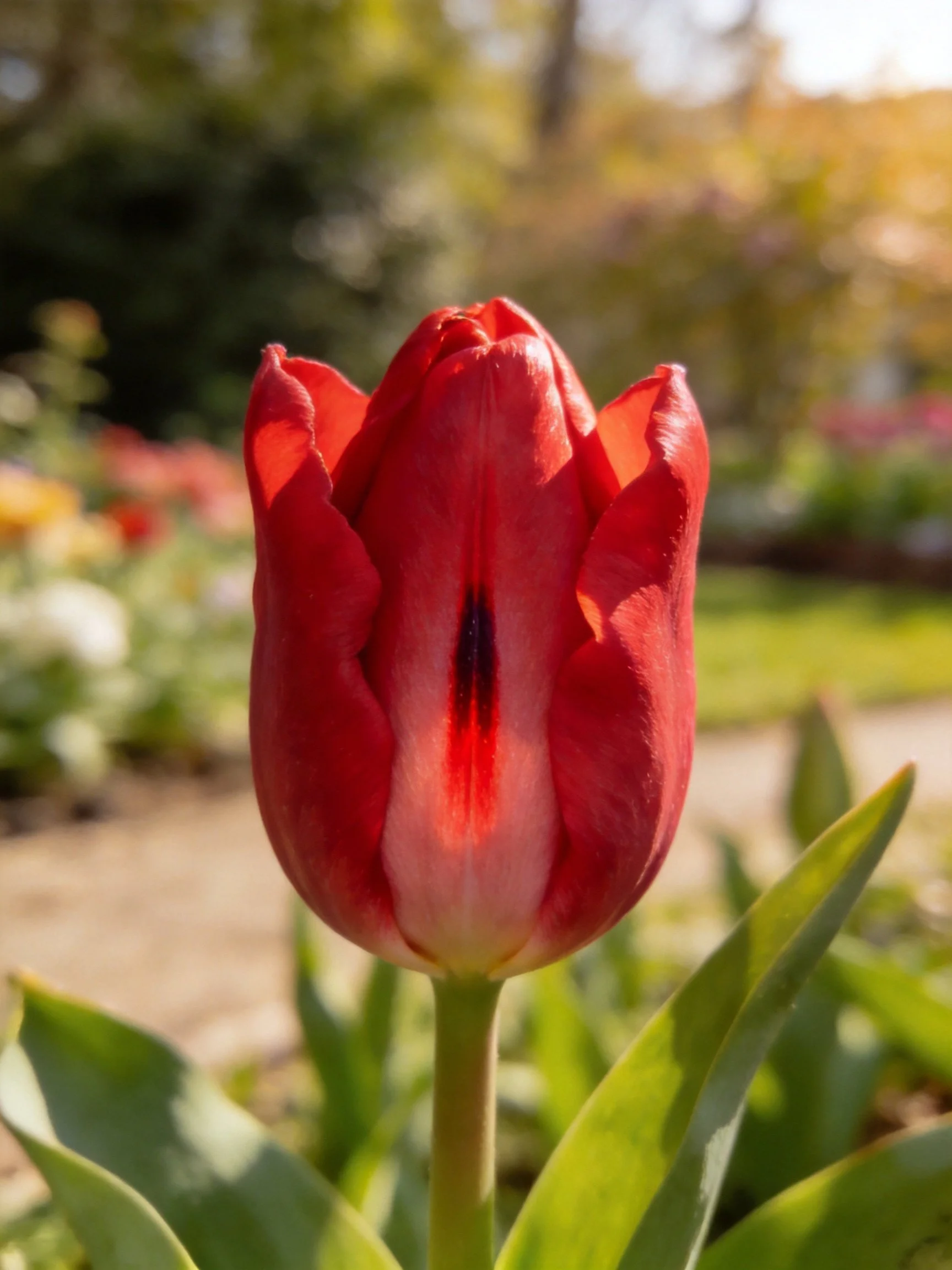 Vibrant red tulip bud in sunlit garden