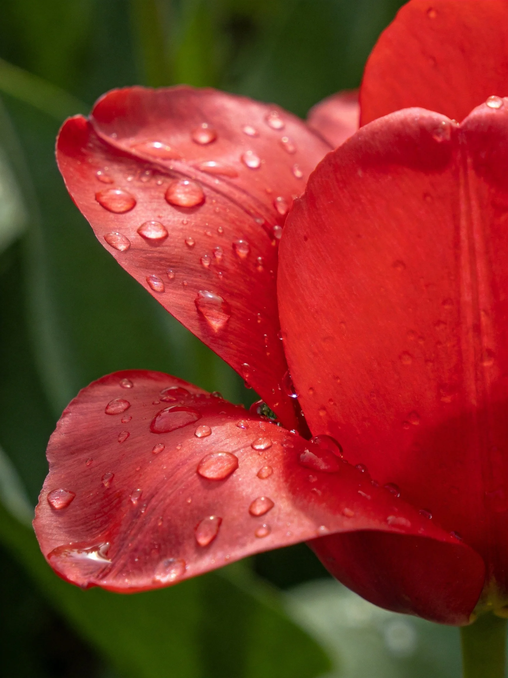 Vibrant red tulip petals with glistening water droplets