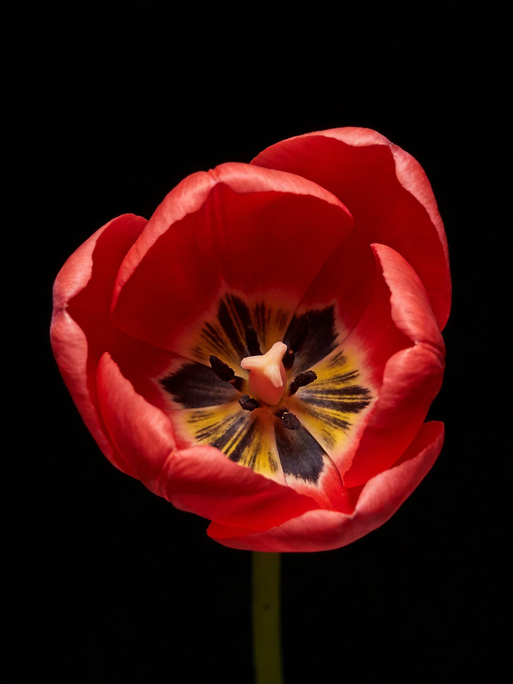 Vibrant red tulip with colorful center on black background