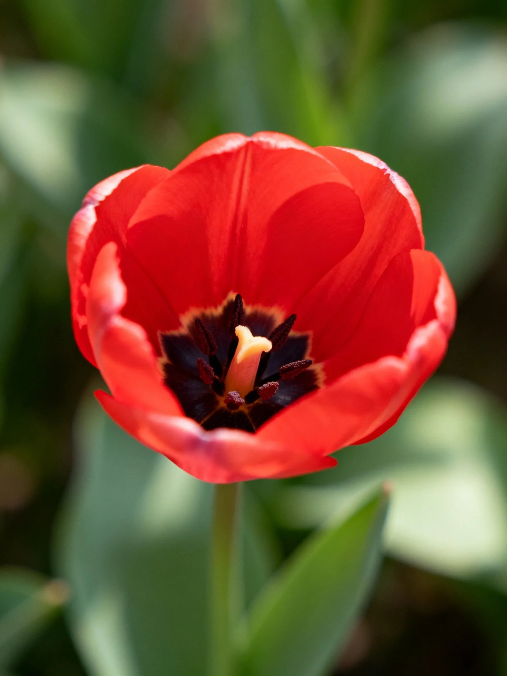 Vibrant red tulip with dark central core, petals fully open
