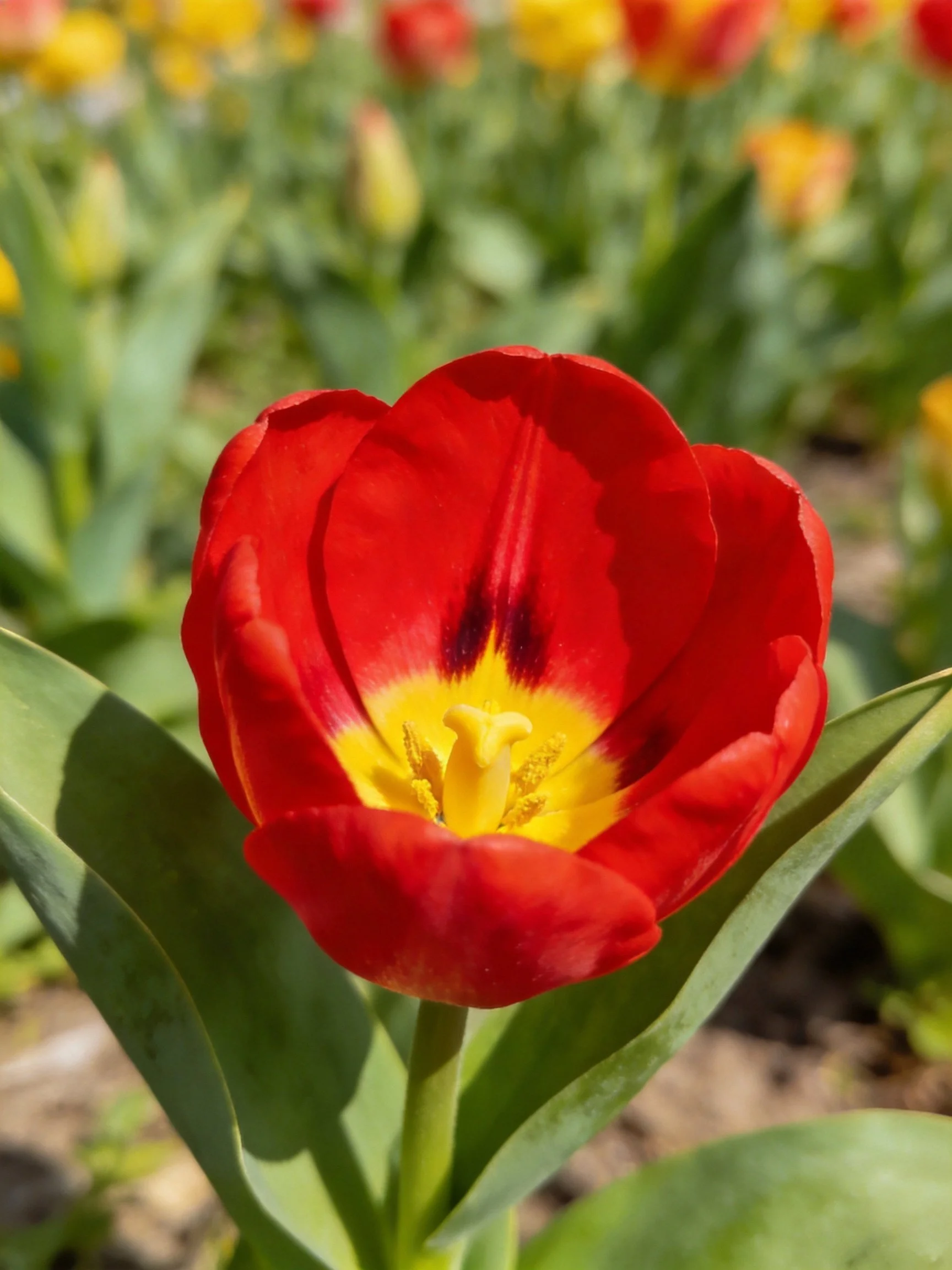 Vibrant red tulip with yellow center amidst green foliage