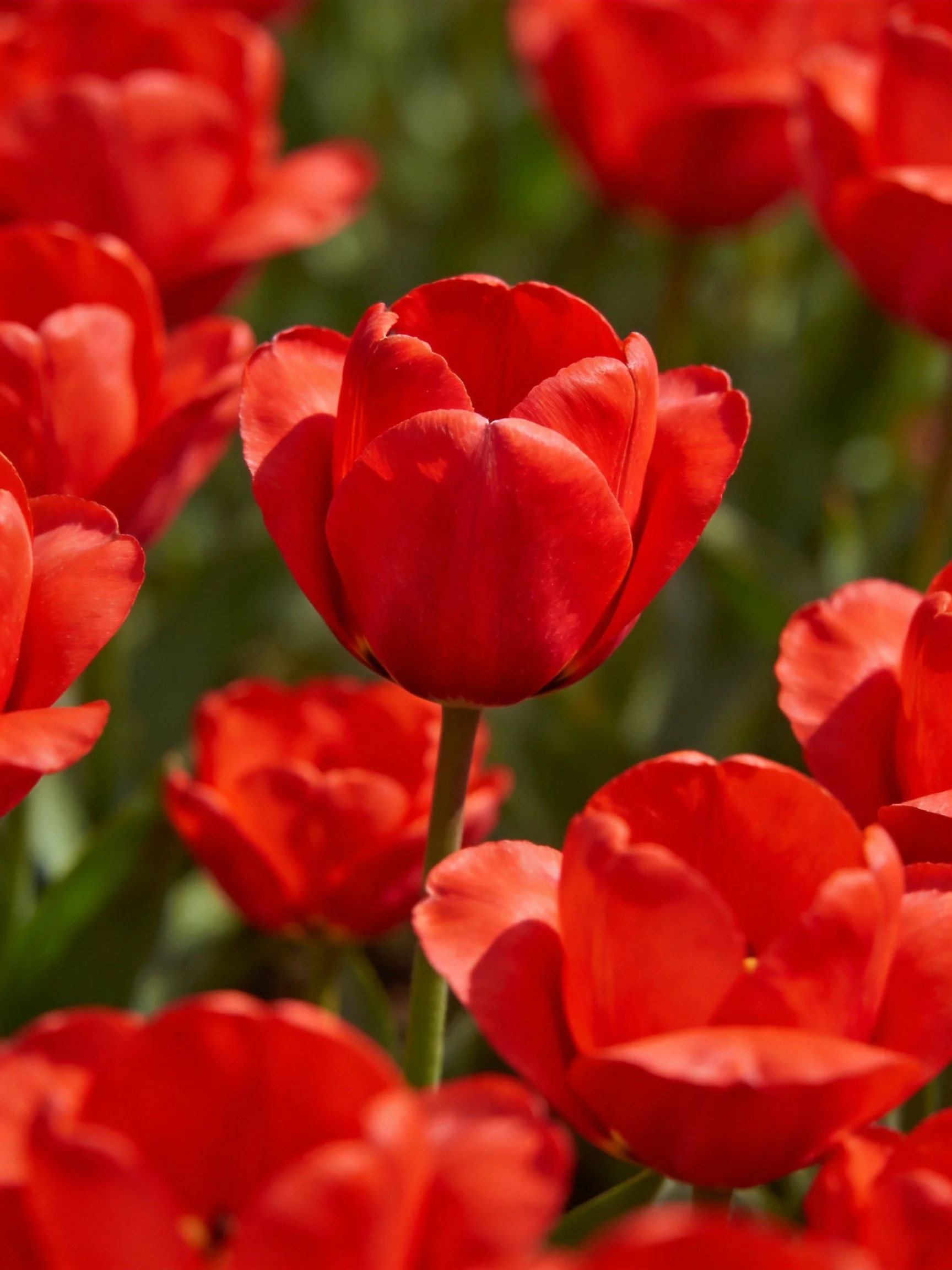 Vibrant red tulips bloom abundantly amid greenery