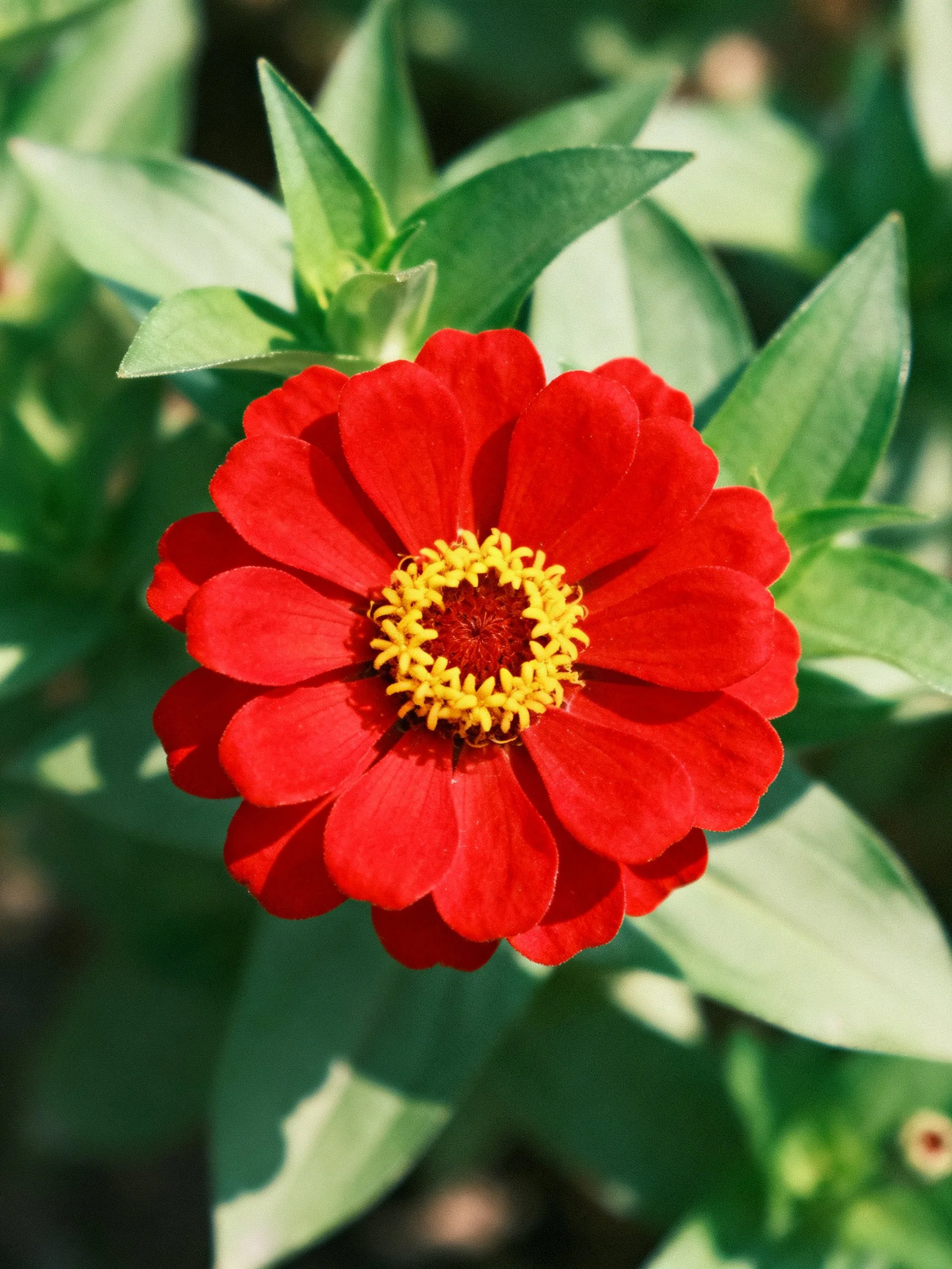 Vibrant red zinnia flower with yellow center amid green leaves