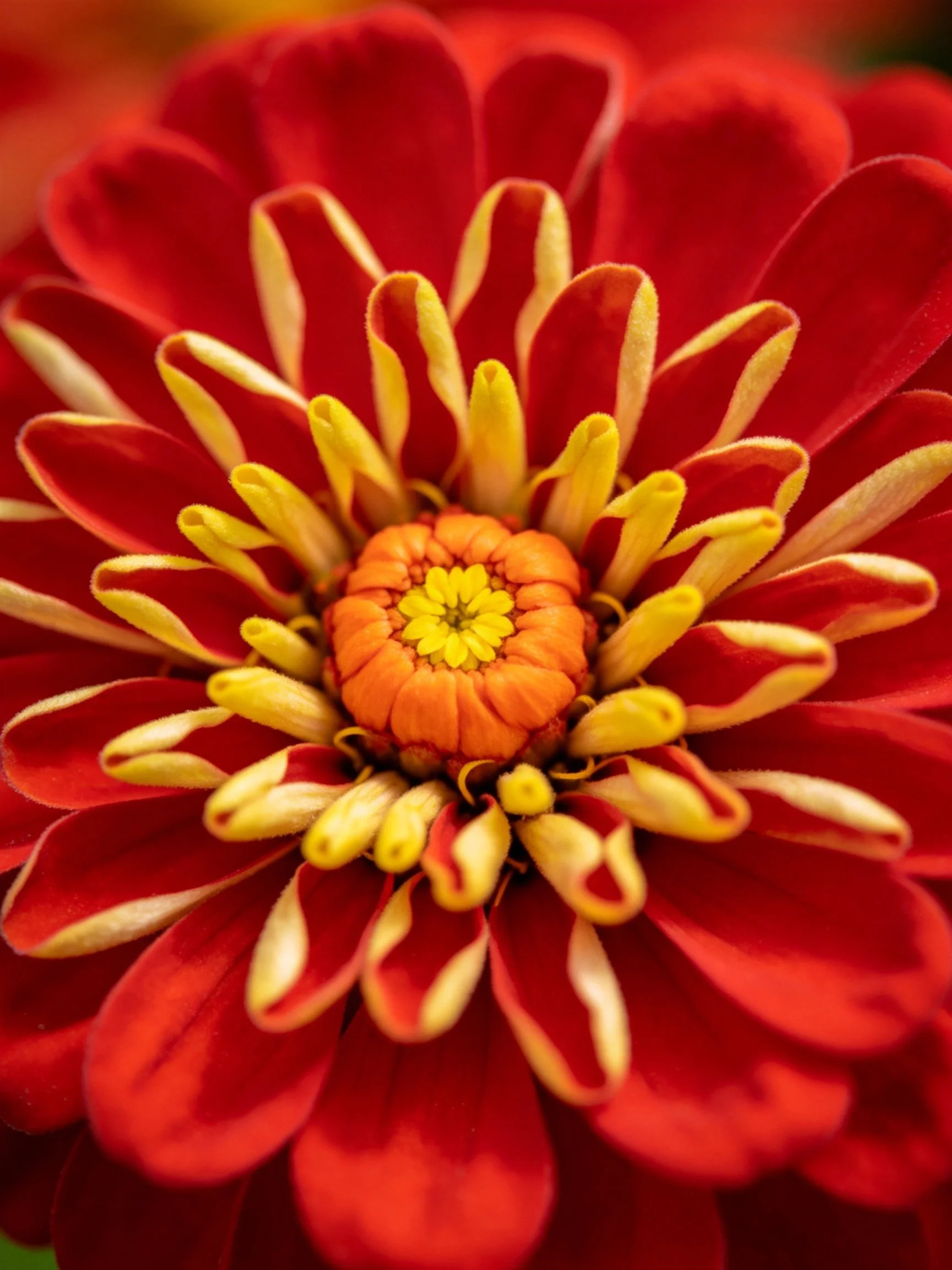 Vibrant red zinnia with layered petals and golden center