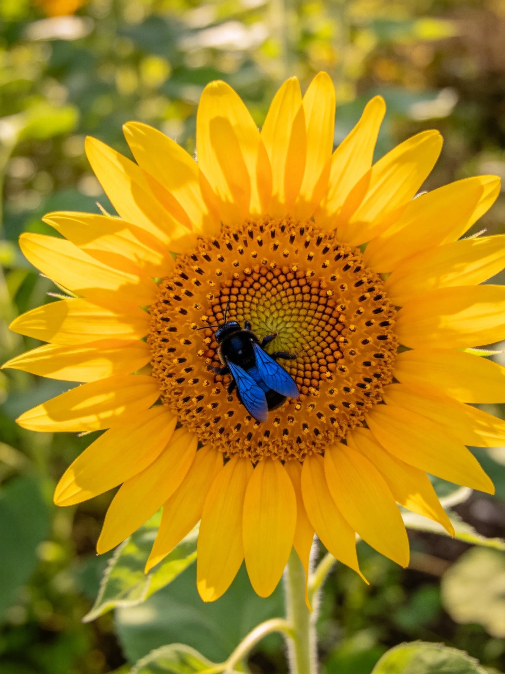 Vibrant sunflower with blue-black bee on its center