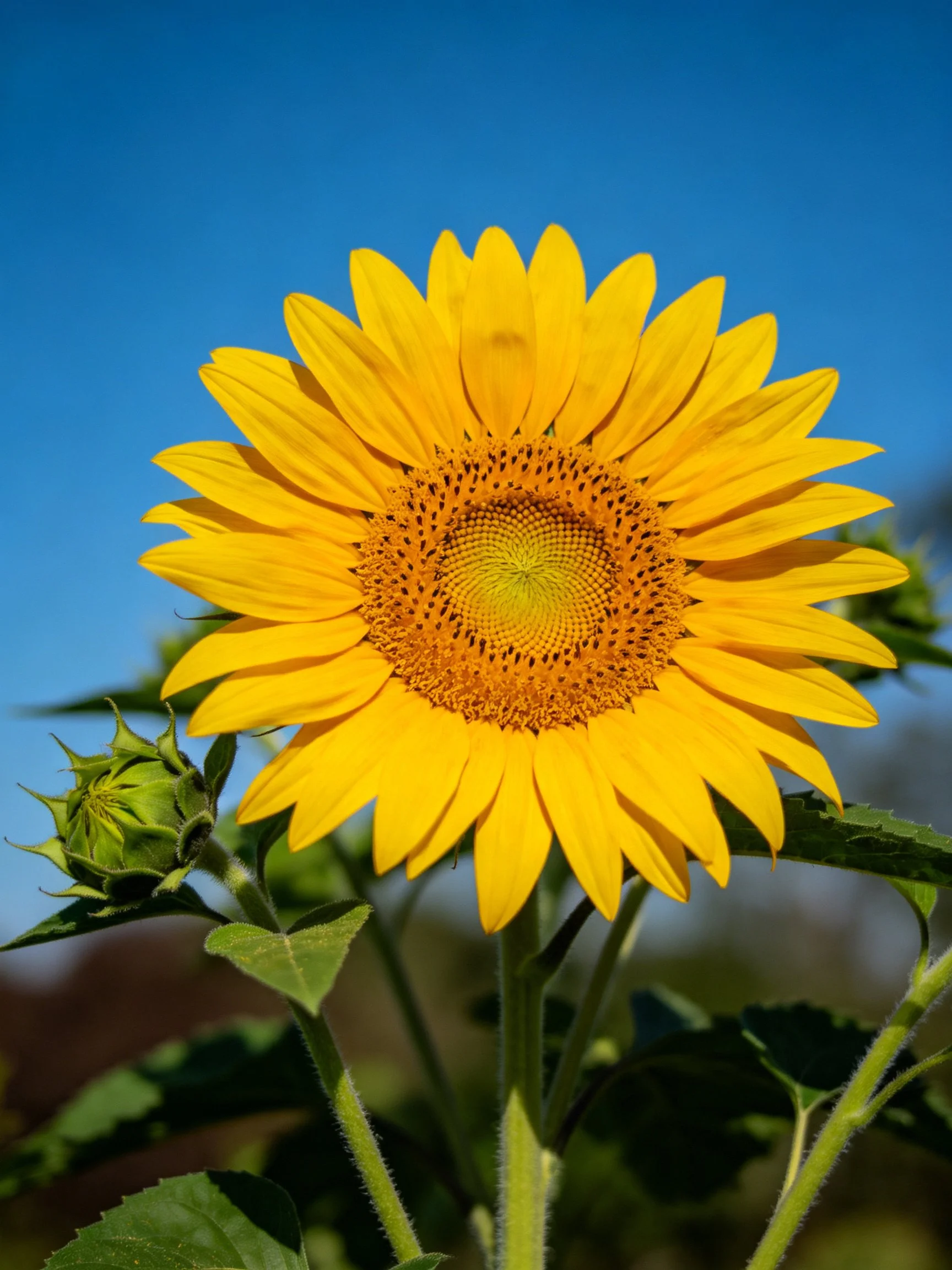 Vibrant sunflower with golden petals set against clear blue sky