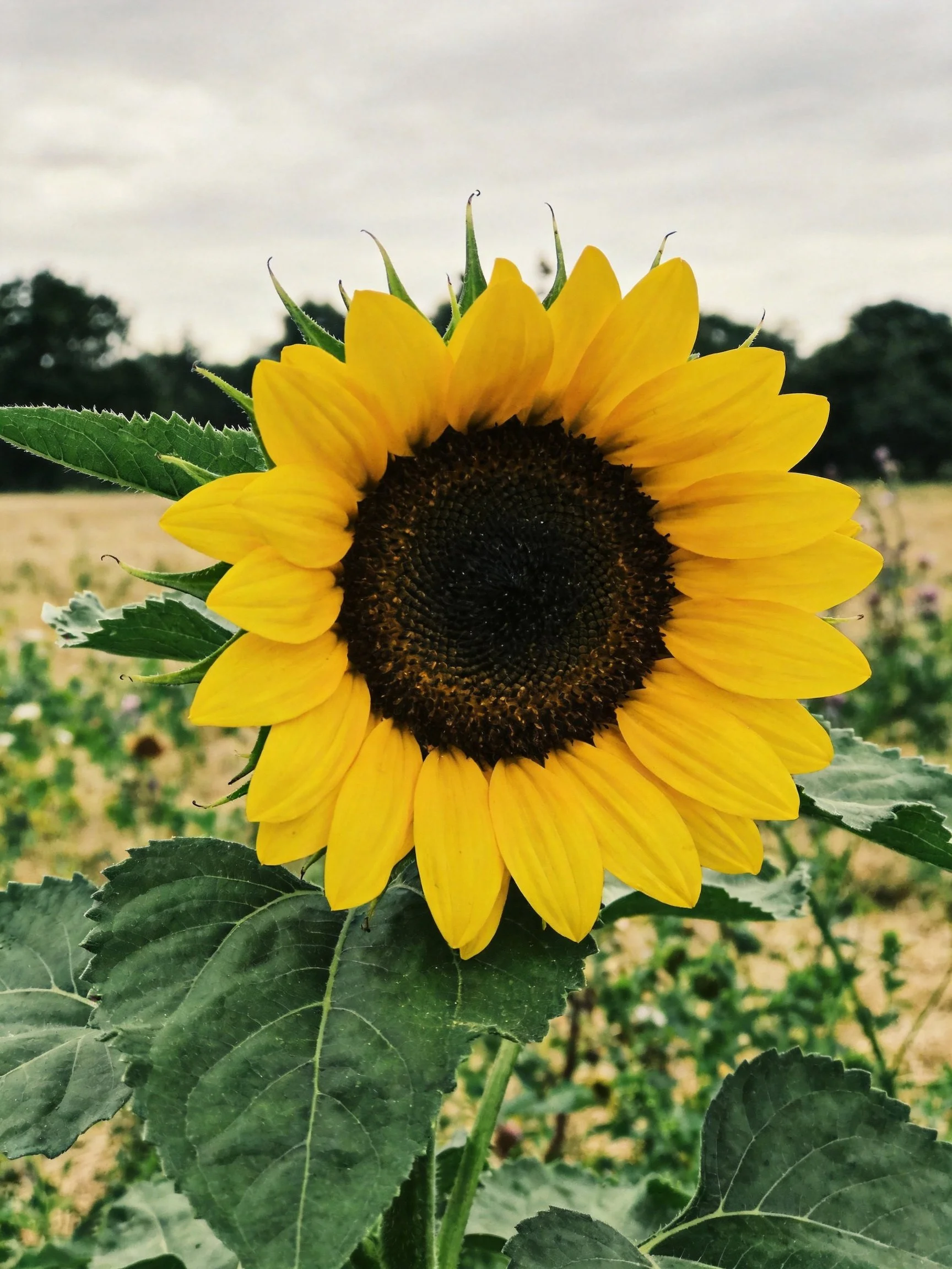 Vibrant sunflower with large yellow petals and green foliage in an open field
