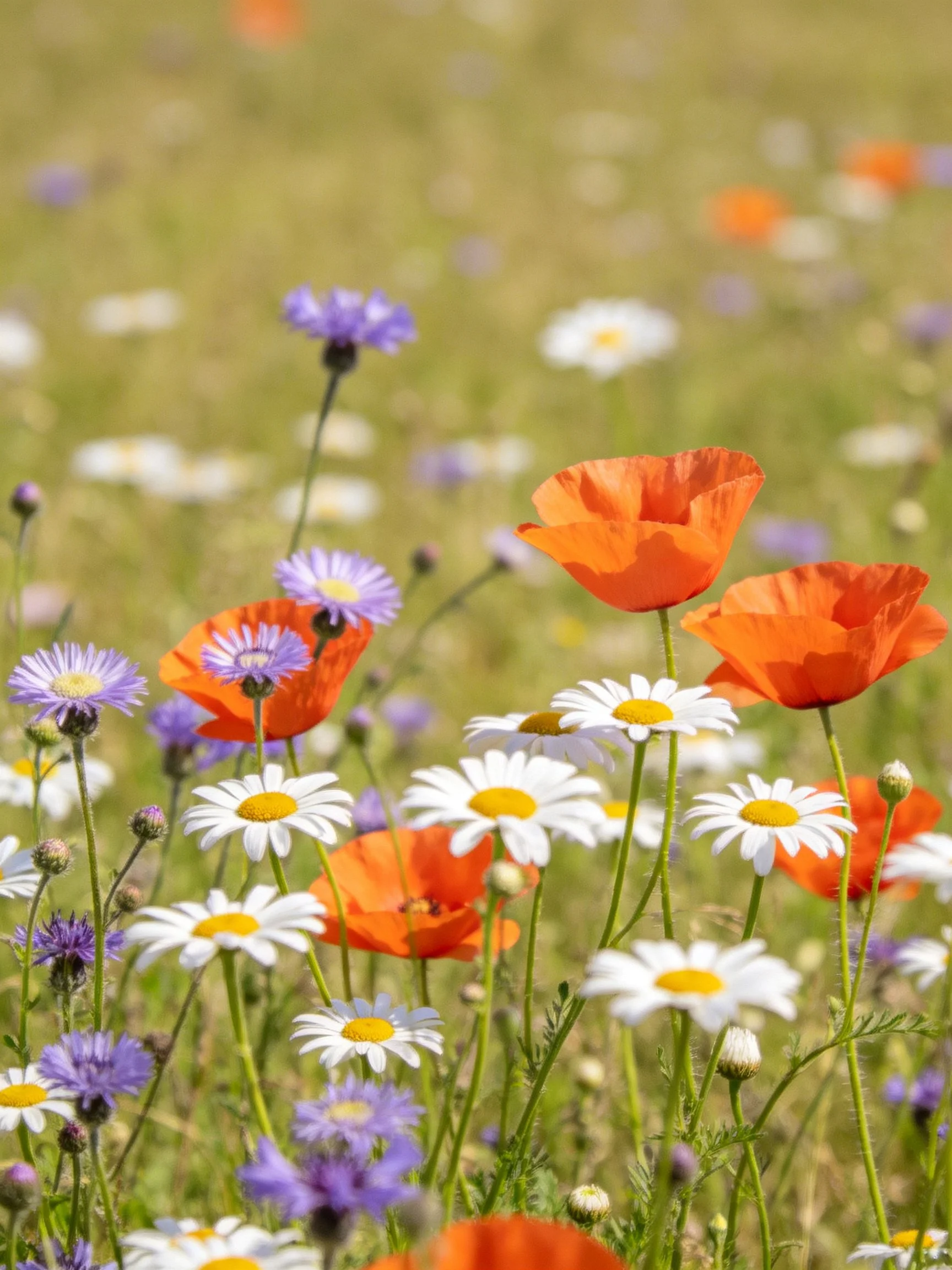Vibrant wildflowers including poppies, daisies, and cornflowers in a sunlit meadow
