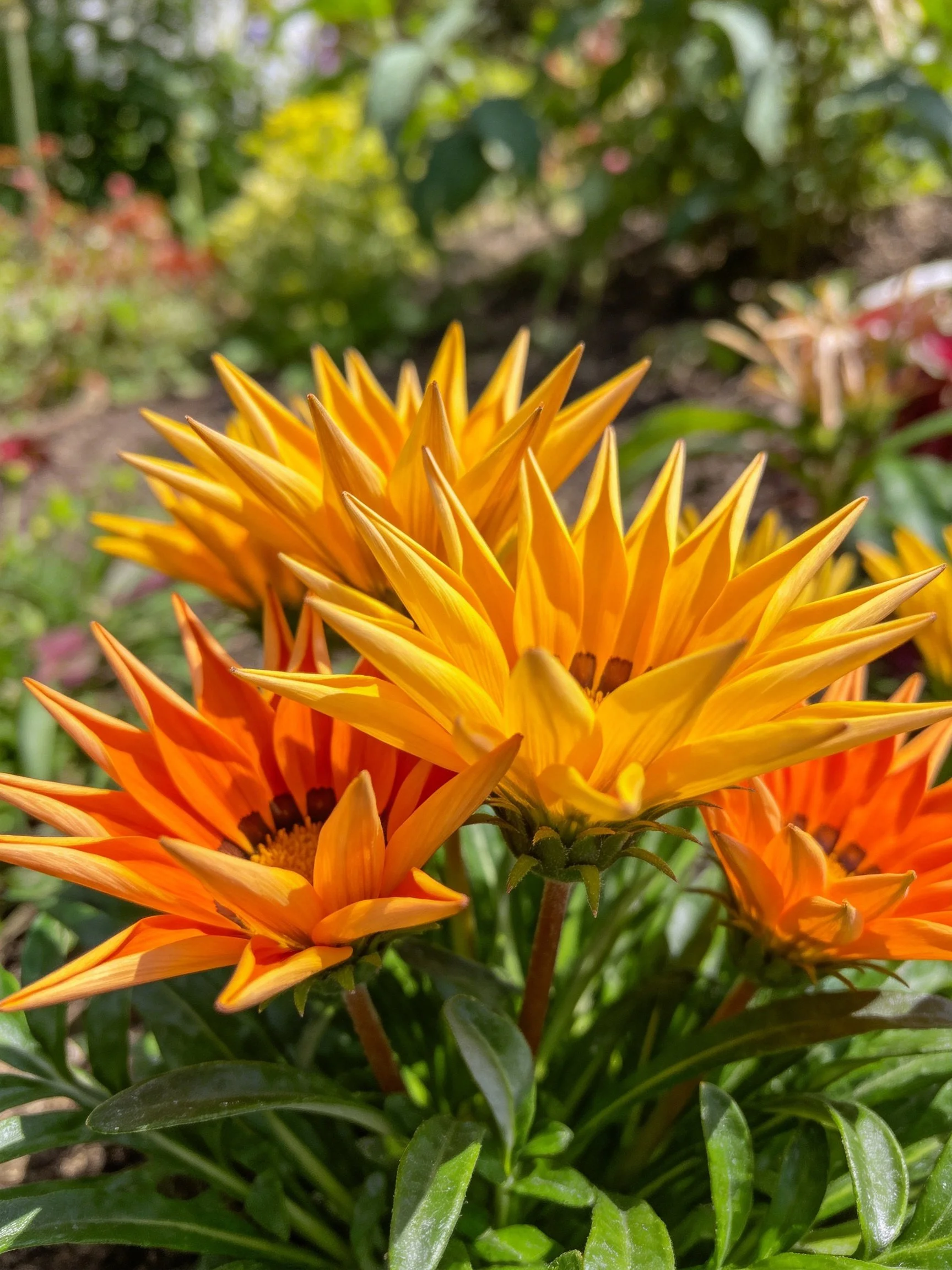 Vibrant yellow and orange flowers bloom in a sunlit garden with lush greenery