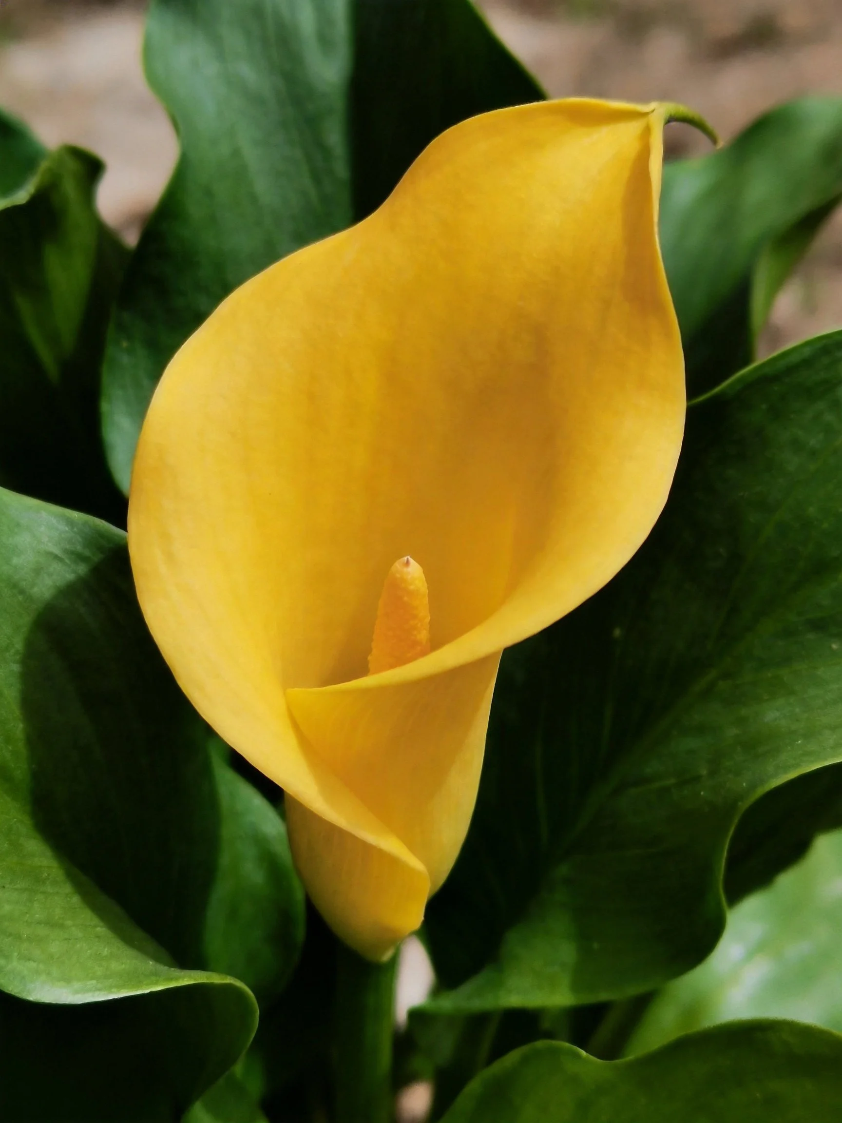 Vibrant yellow calla lily surrounded by lush green leaves