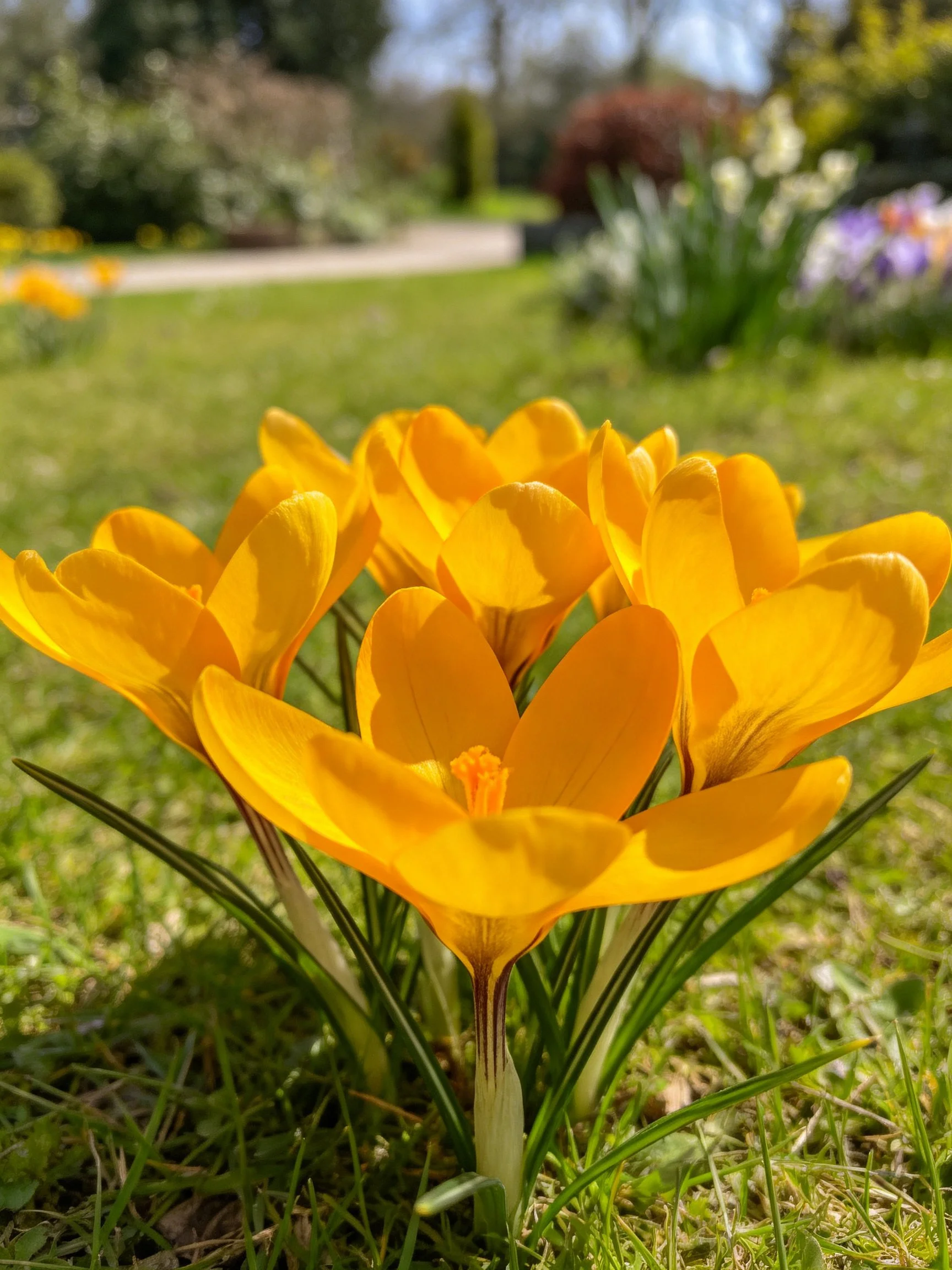 Vibrant yellow crocuses blooming in a sunlit garden