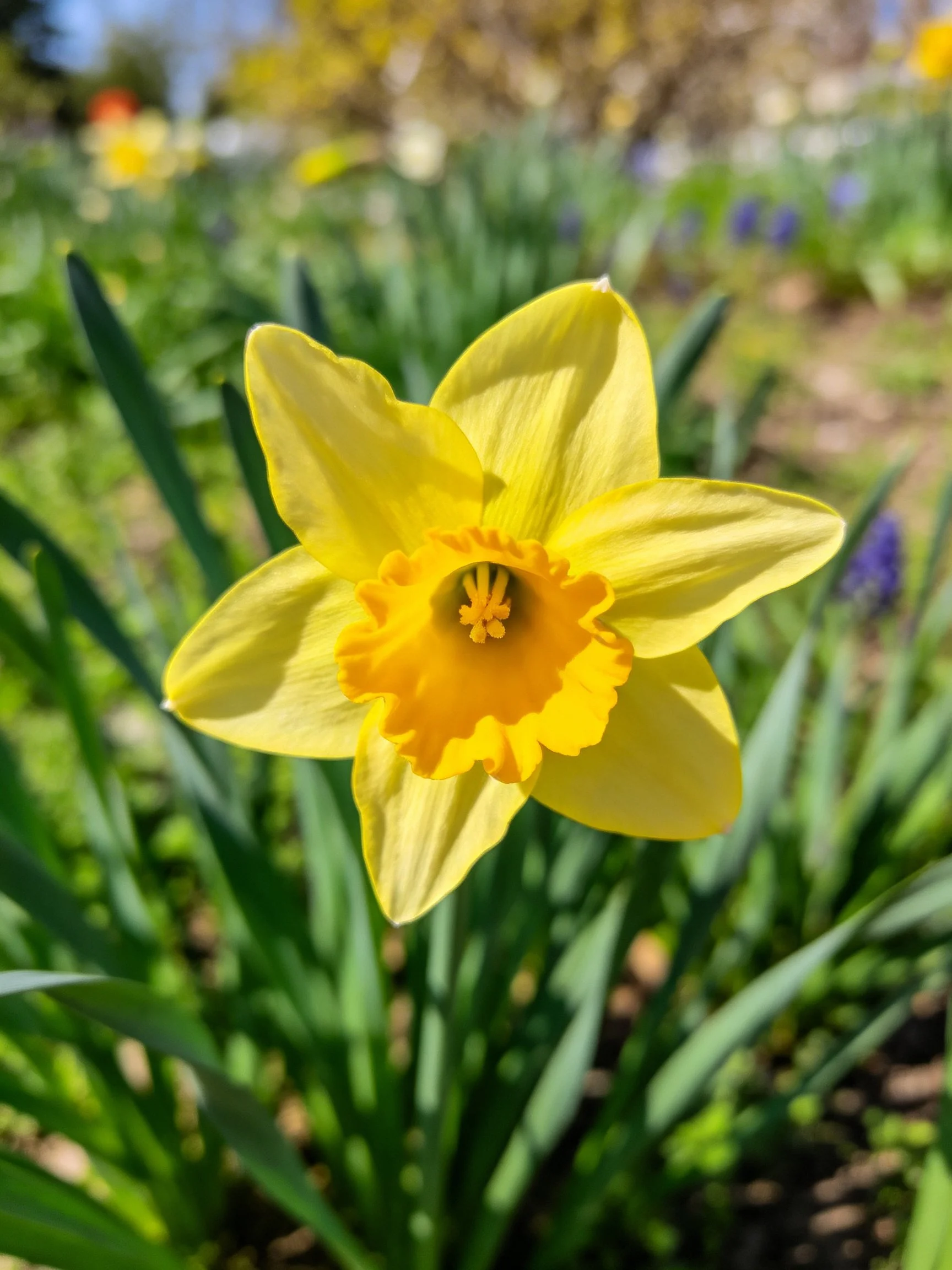 Vibrant yellow daffodil in lush green surroundings