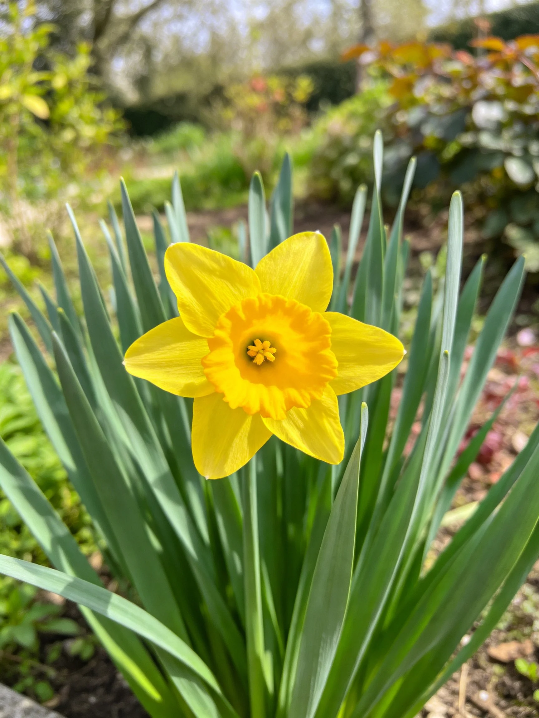 Vibrant yellow daffodil with long green foliage in a garden