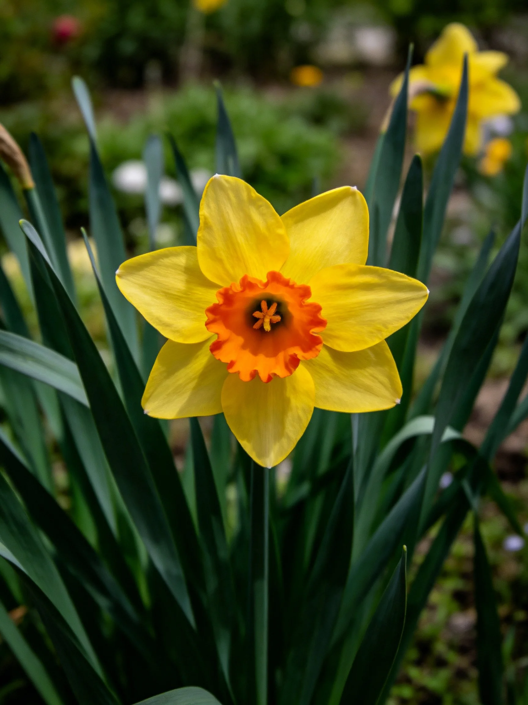 Vibrant yellow daffodil with orange central corona amid green foliage