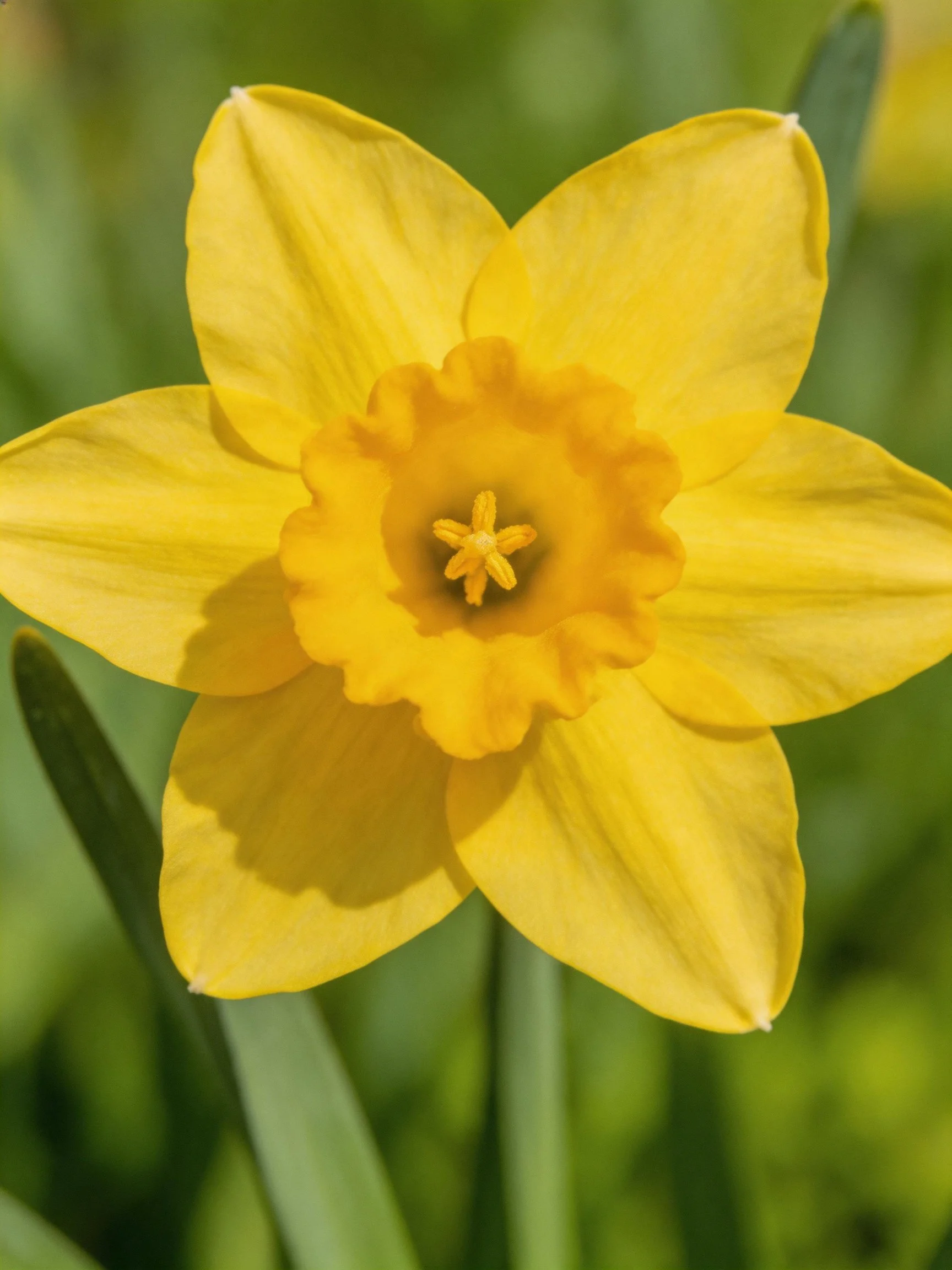 Vibrant yellow daffodil with ruffled central corona