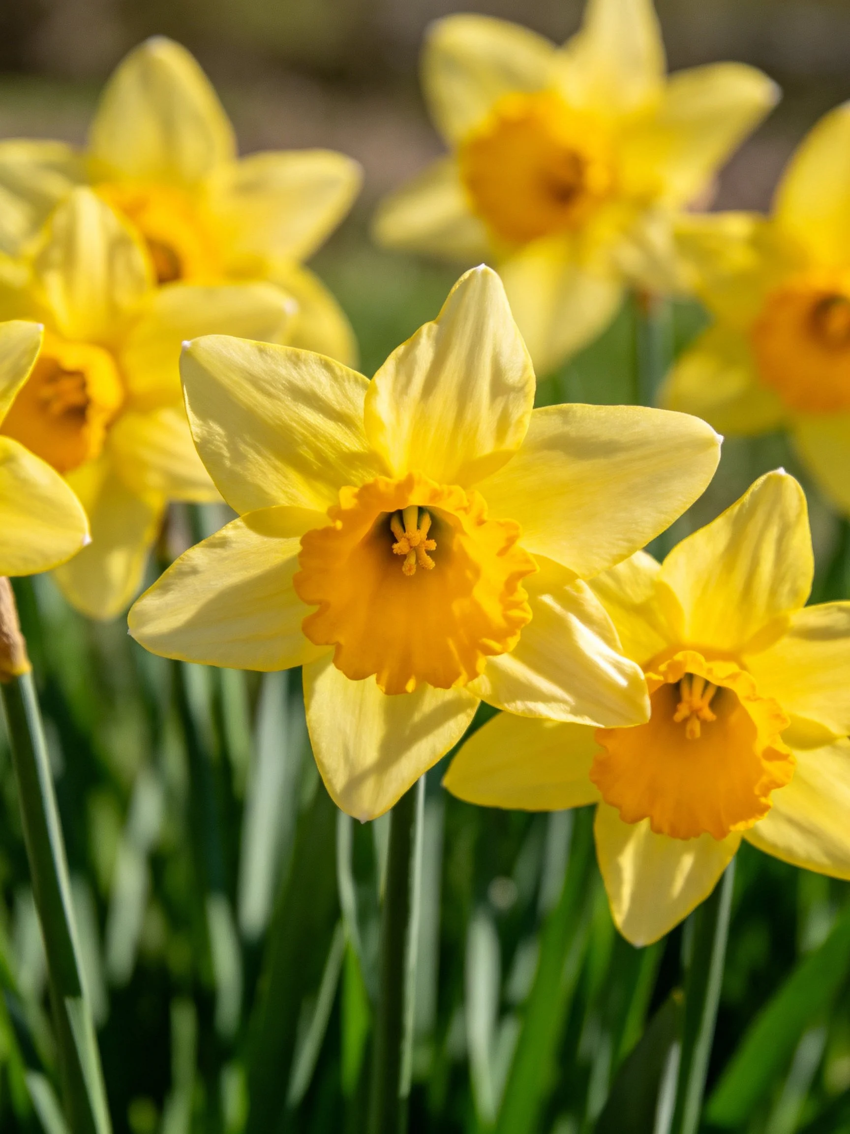 Vibrant yellow daffodils blooming amid lush green stems