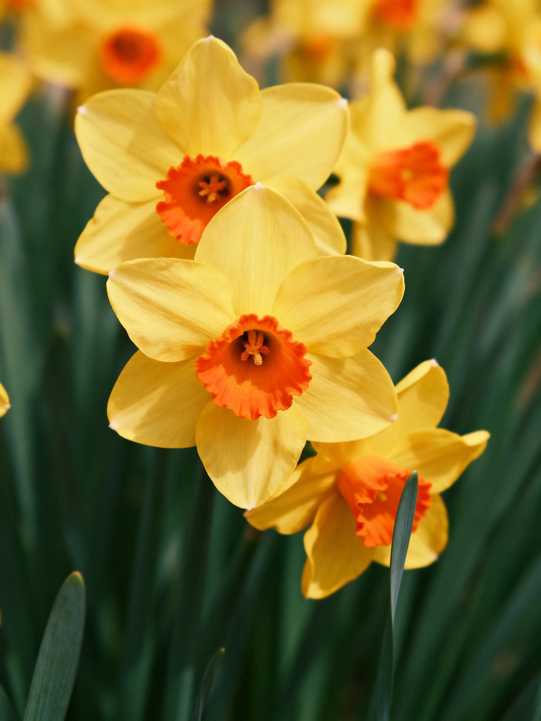 Vibrant yellow daffodils with orange centers among dark green foliage